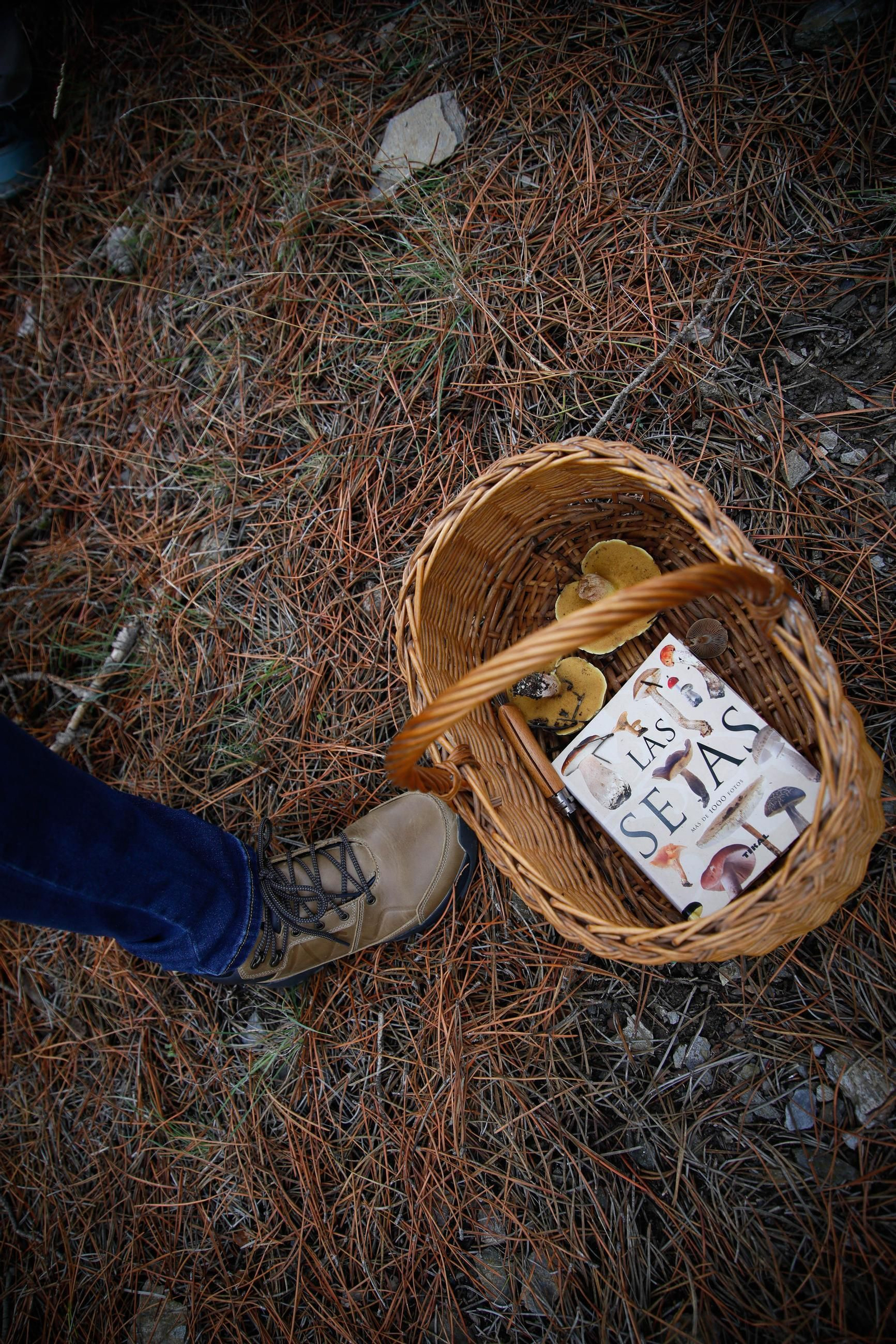 La ruta recolectora de setas en Abla por las XIX Jornadas Micológicas, en imágenes