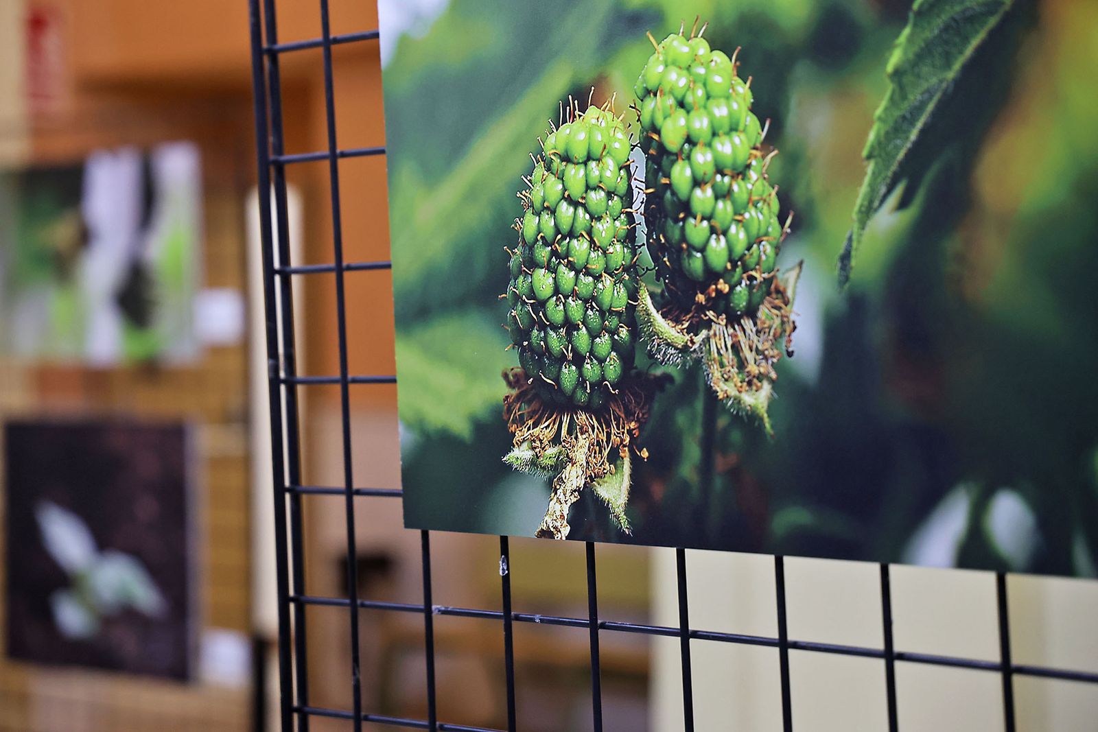 Exposición del I Rally Fotográfico de La Canastita