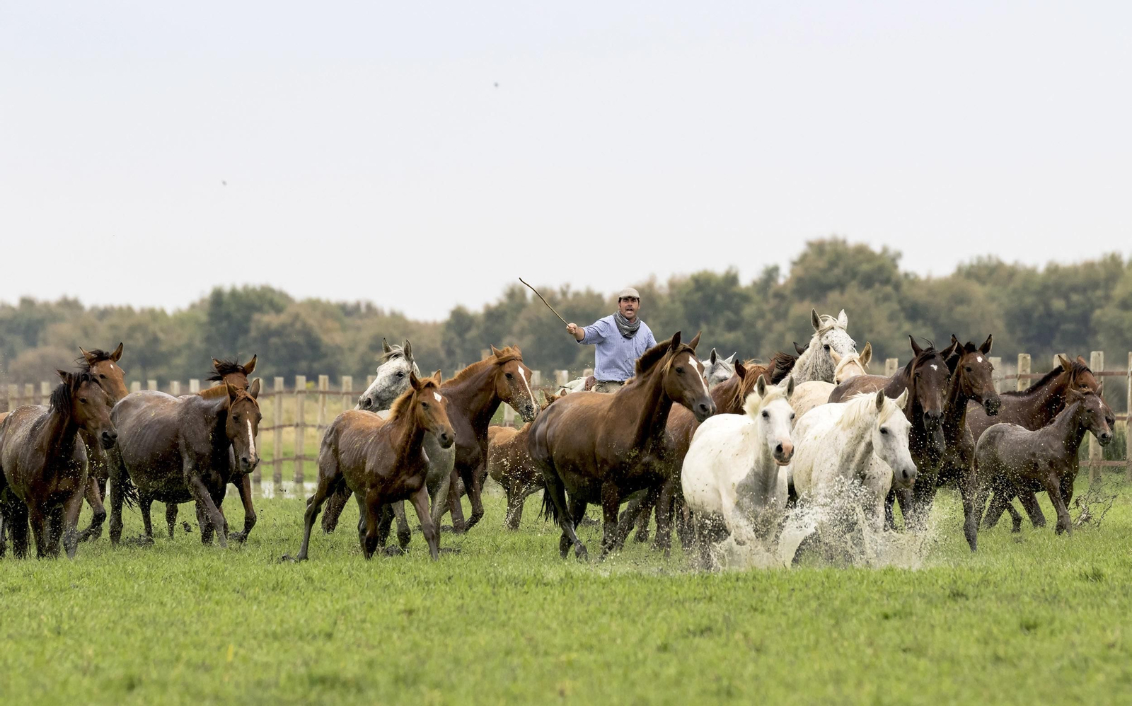 La tradicional y ancestral 'Saca de las  Yeguas', en imágenes
