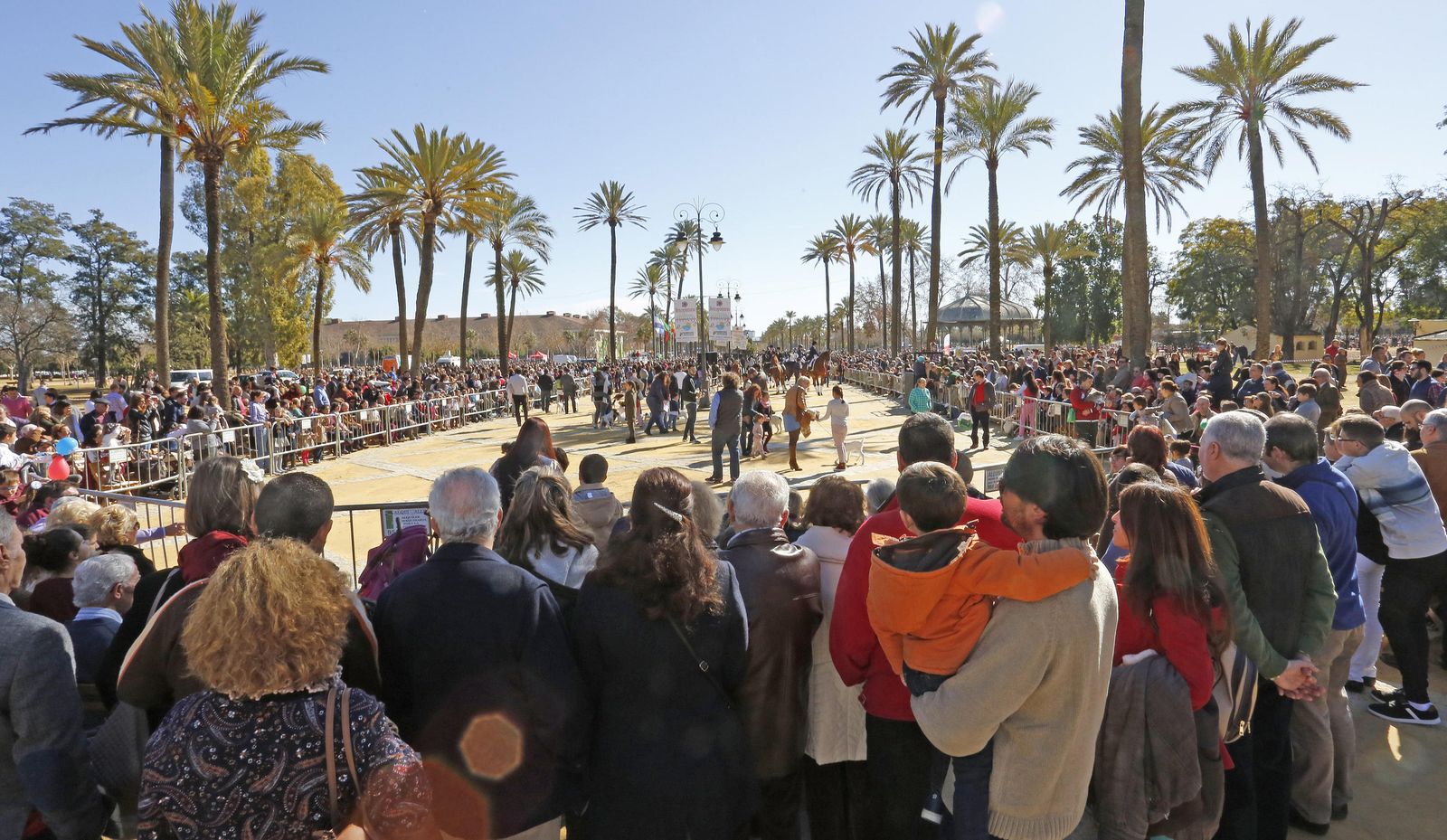 Las imágenes de la fiesta de San Antón