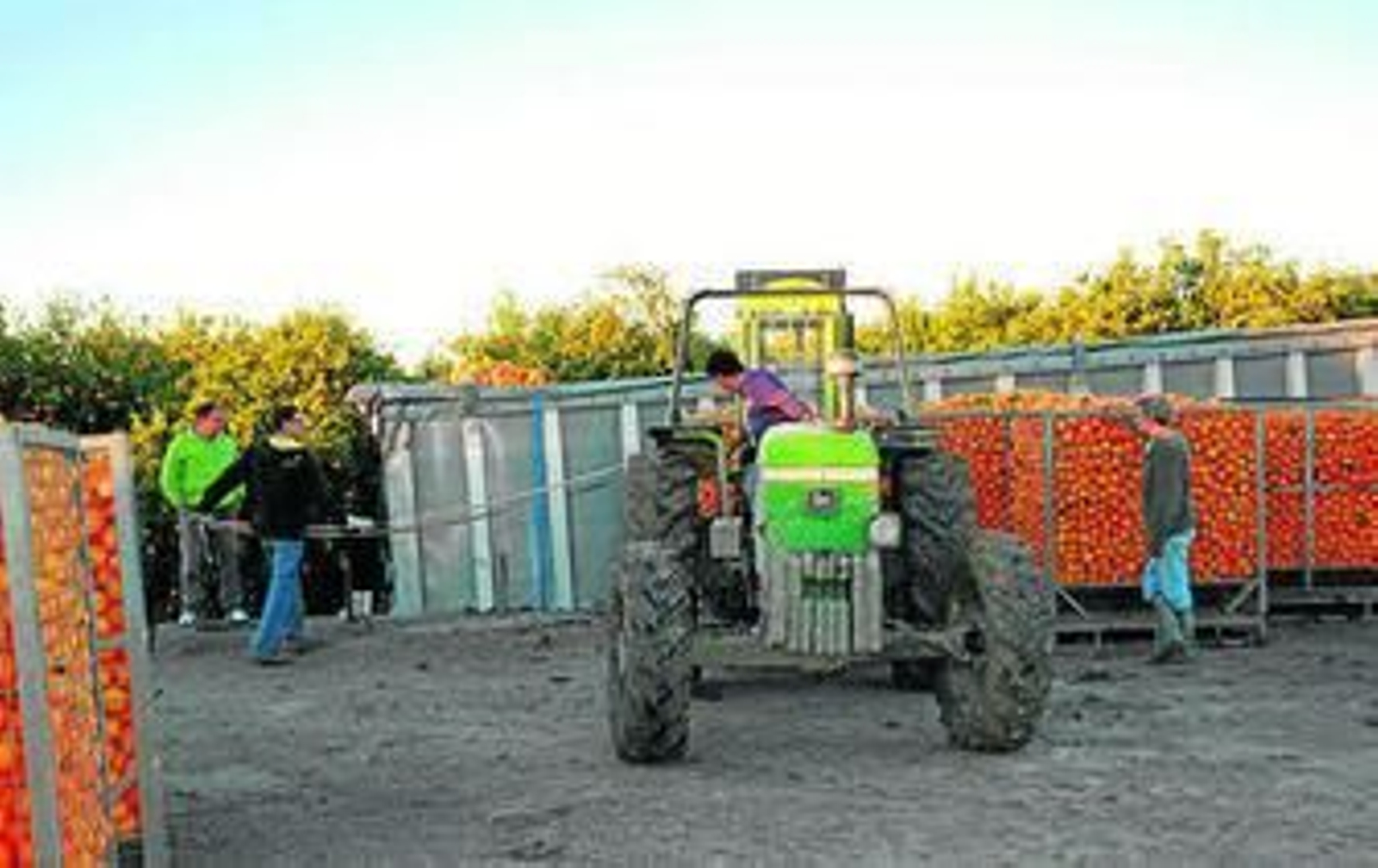 Trabajadores en la campaña de la naranja de Palma del Río.