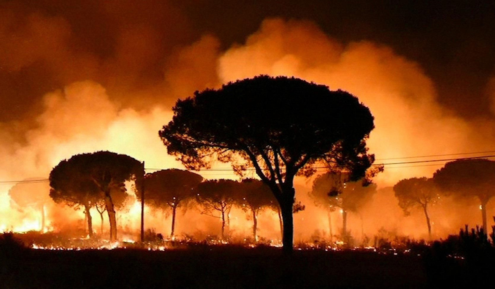 Palmeras prendiendo en el incendio de Doñana de 2017.