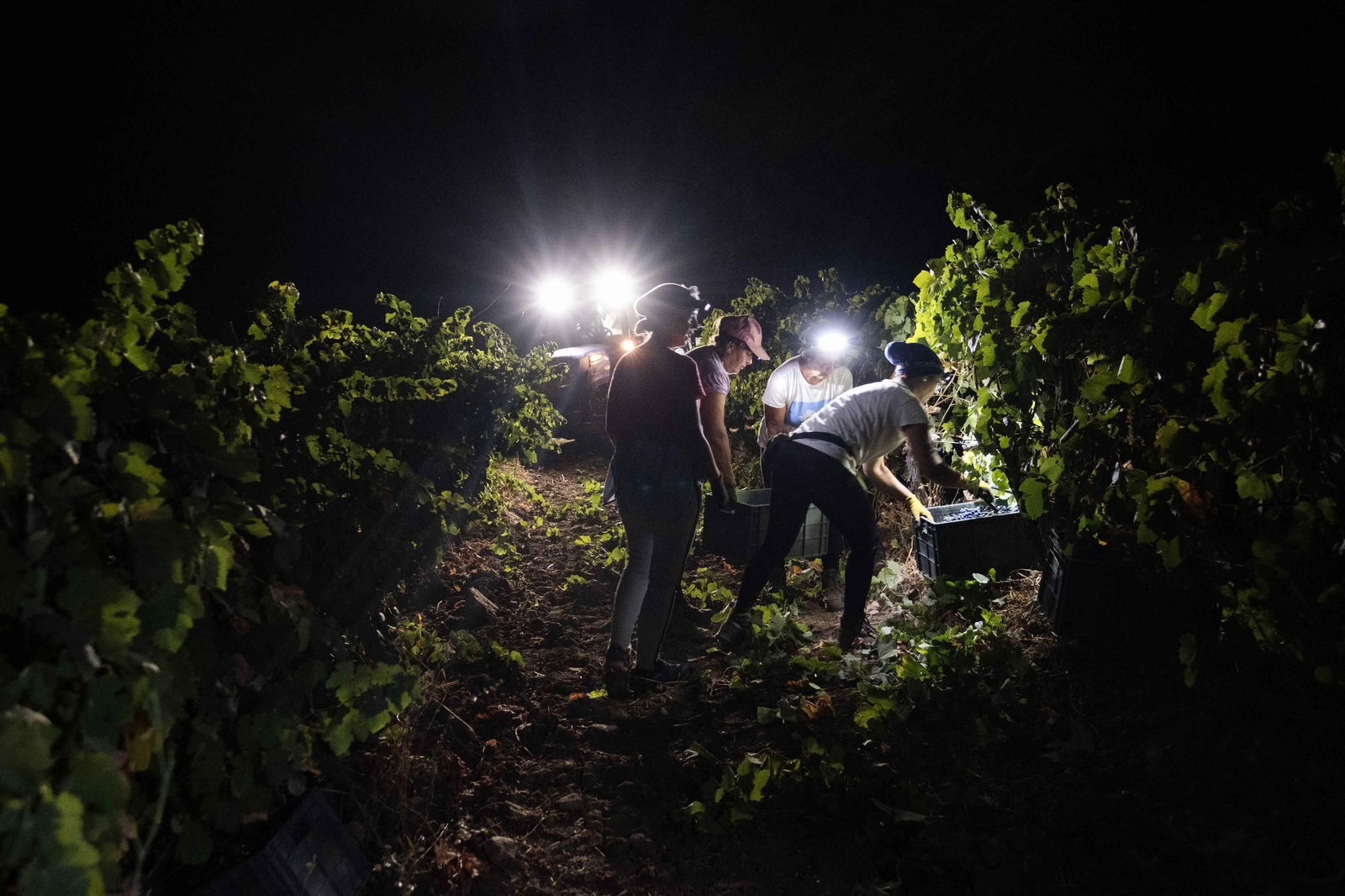 Cuadrilla trabajando durante la noche en los viñedos de la bodega Descalzos Viejos.