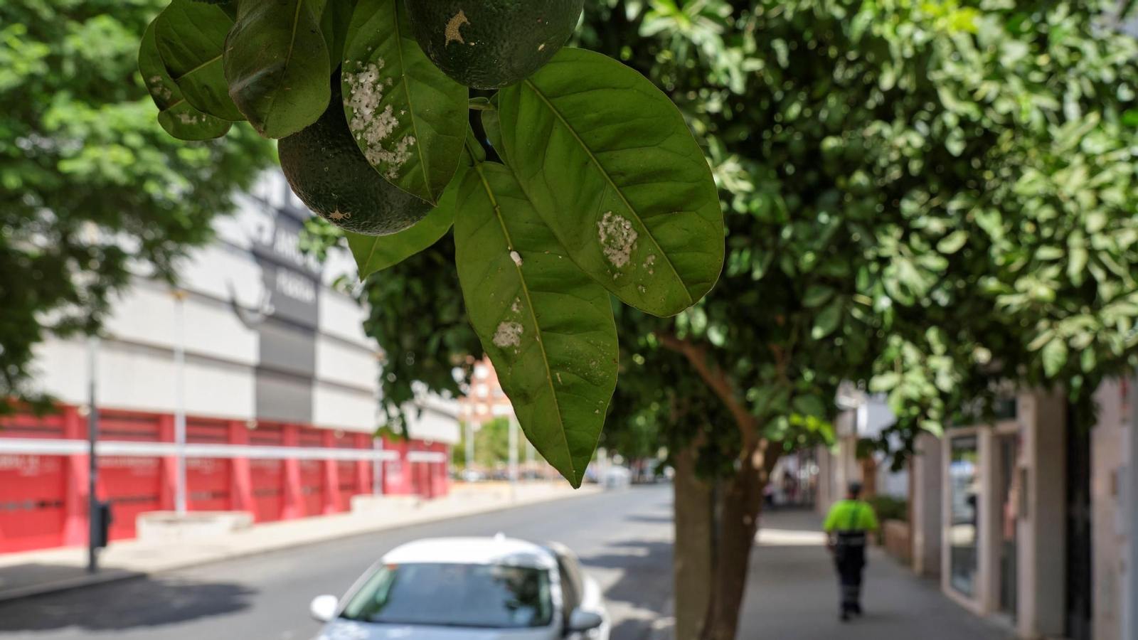Así están los naranjos de Sevilla