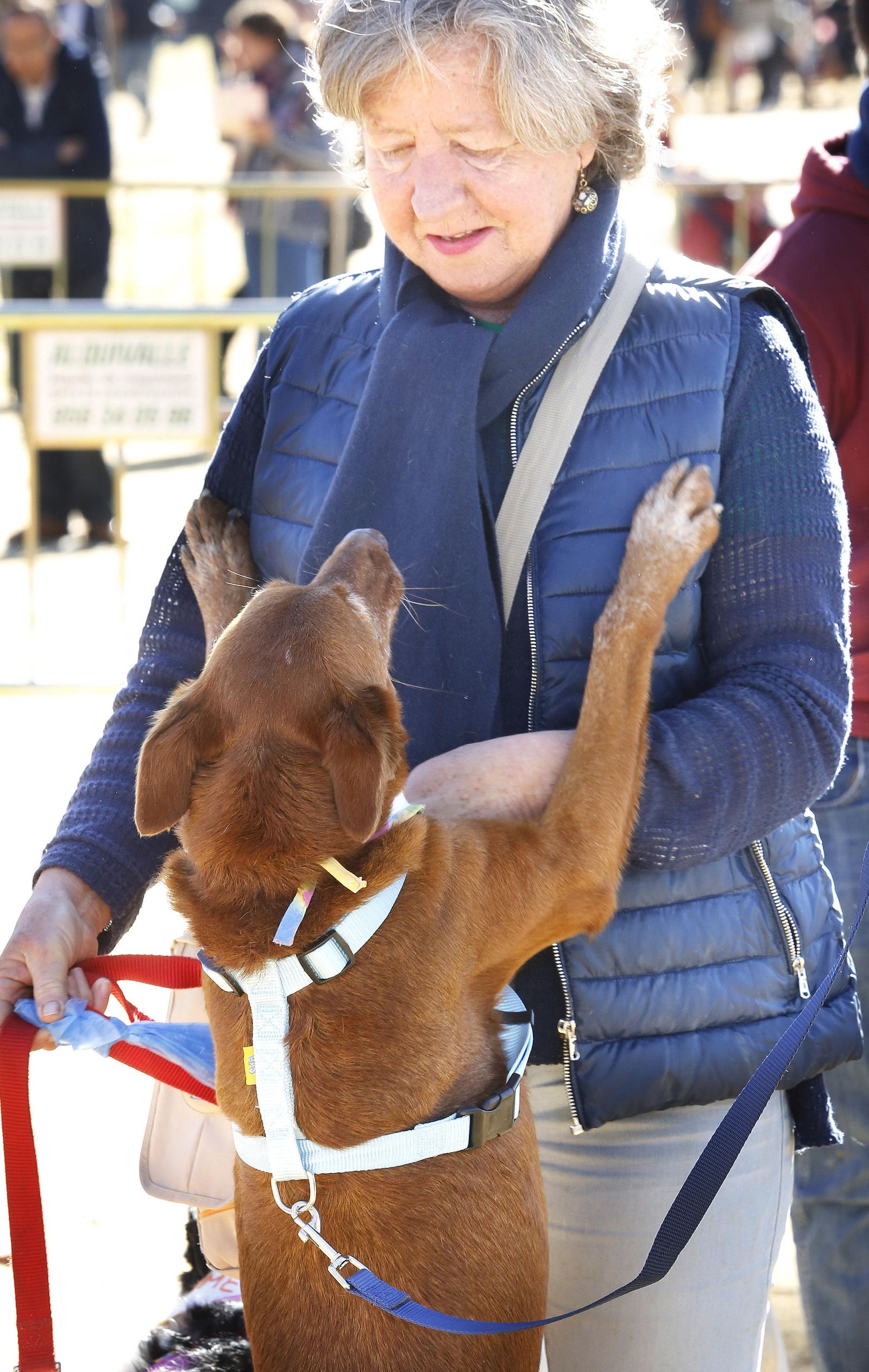 Las imágenes de la fiesta de San Antón