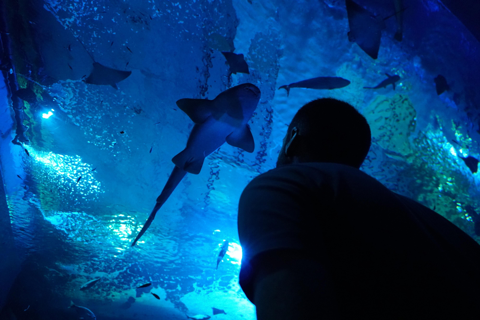 Las actividades organizadas con motivo del Día Mundial de los Animales en el Acuario de Sevilla se realizarán a lo largo de todo el recorrido