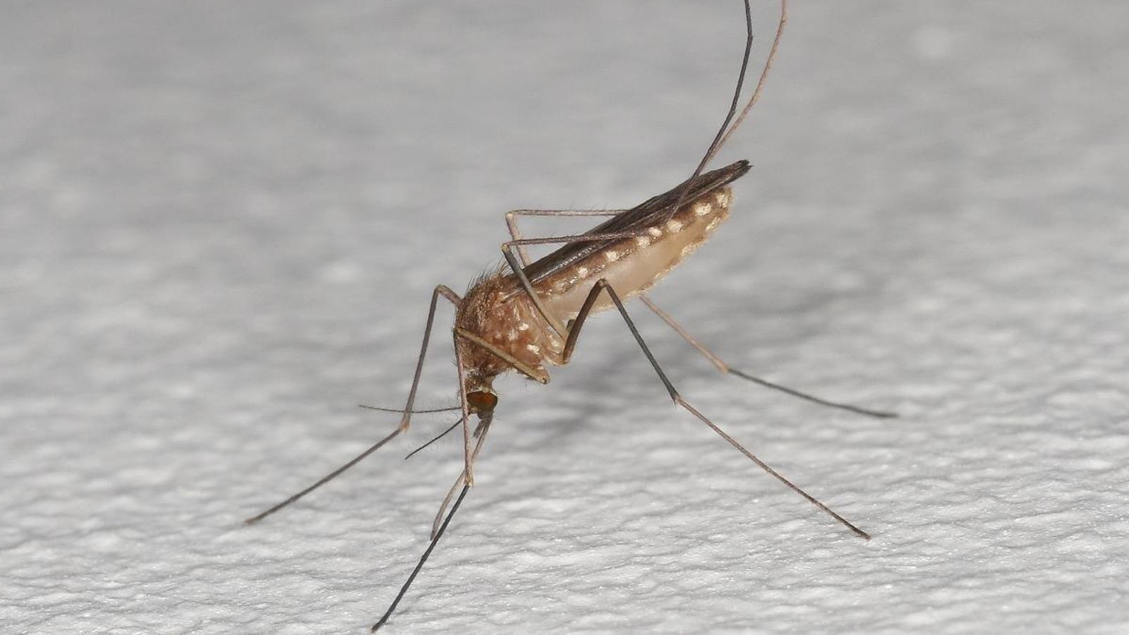 Un mosquito común