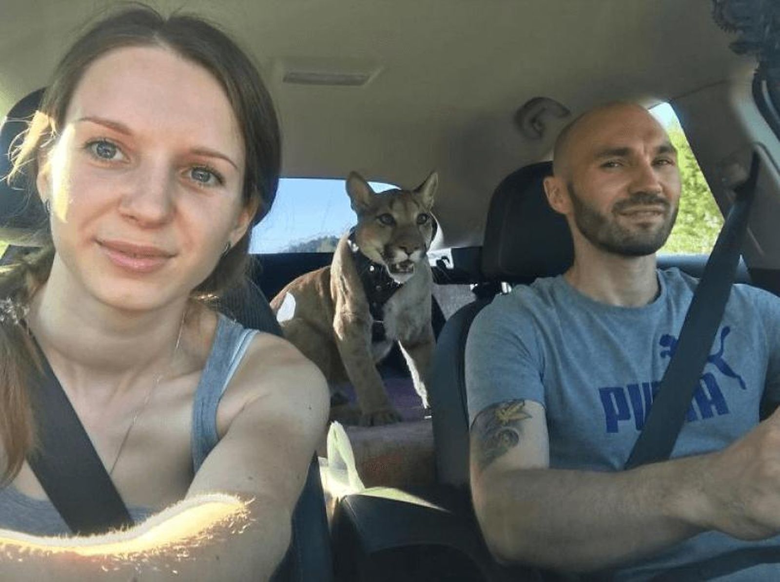 Rescatan a un puma en un zoo y lo convierten en su "gato" doméstico