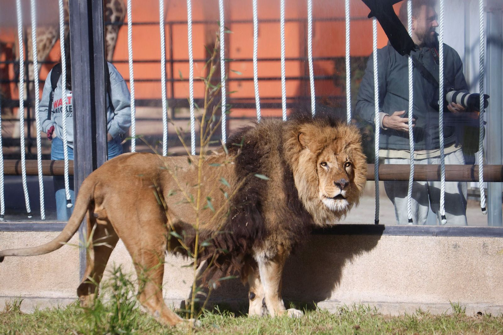 Las mejores imágenes de Zazu y Aissa, la nueva pareja de leones del Zoo de Córdoba