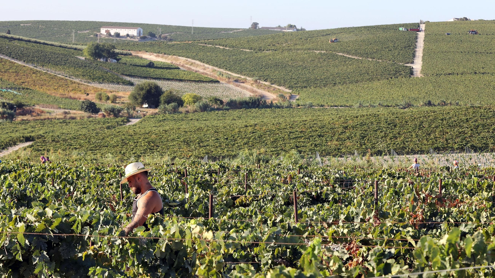 Vendimia a mano en la Viña El Caribe en Jerez