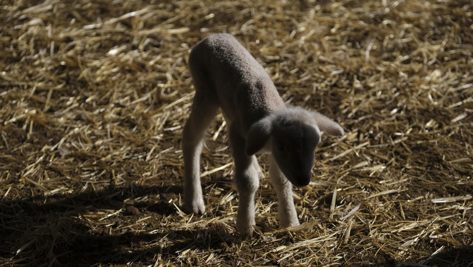 Fotogalería de la ganadería tradicional de Vélez Rubio, las imágenes más tiernas de los corderos recién nacidos