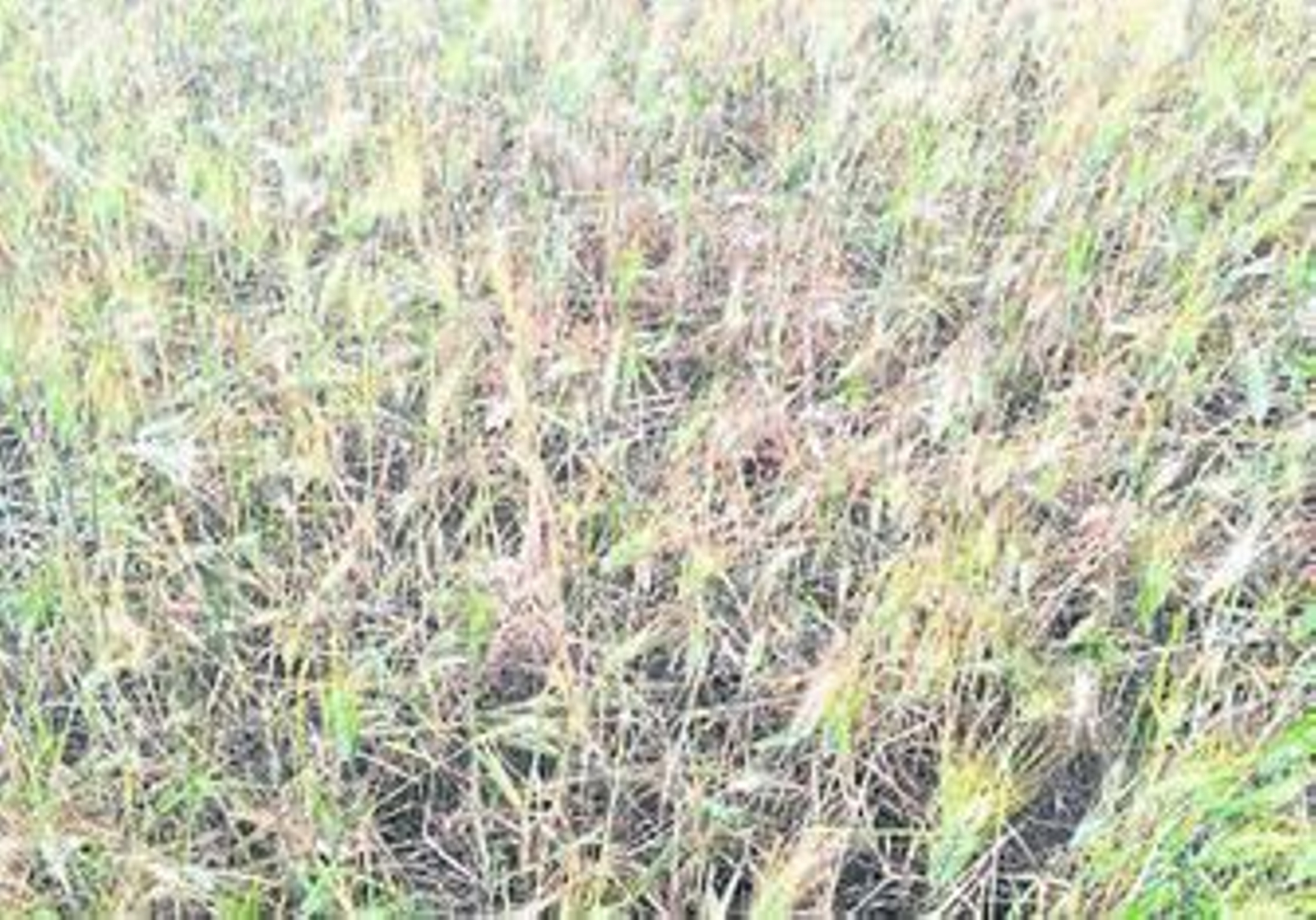 Aspecto de un trigal afectado por el mosquito, con muchas espigas blancas y tumbadas.