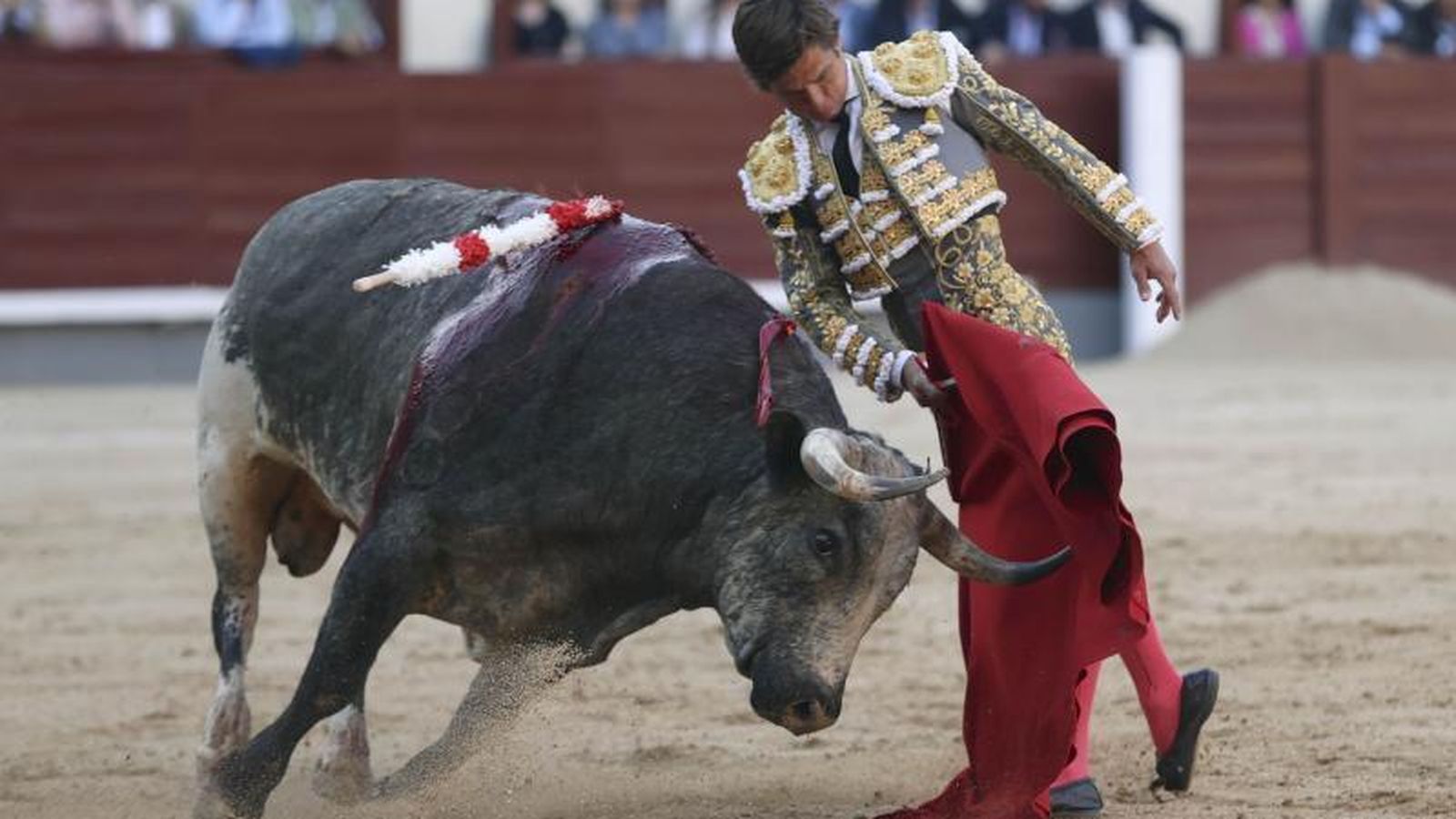 Con la cara alta, 'Molinero' embiste a la franela de El Juli sin clase y sin aportarle emoción al muletazo.