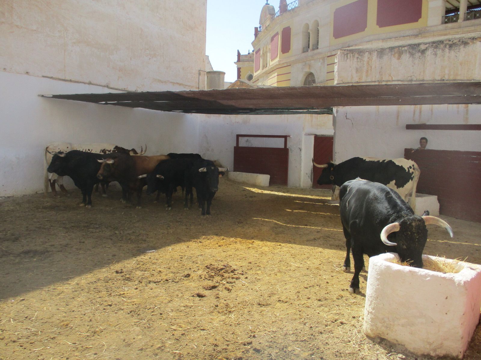 Acompañados de los cabestros, los nueve toros (6 ‘titulares’ y 3 sobreros) son reconocidos visualmente por los veterinarios antes de ser enchiquerados individualmente.