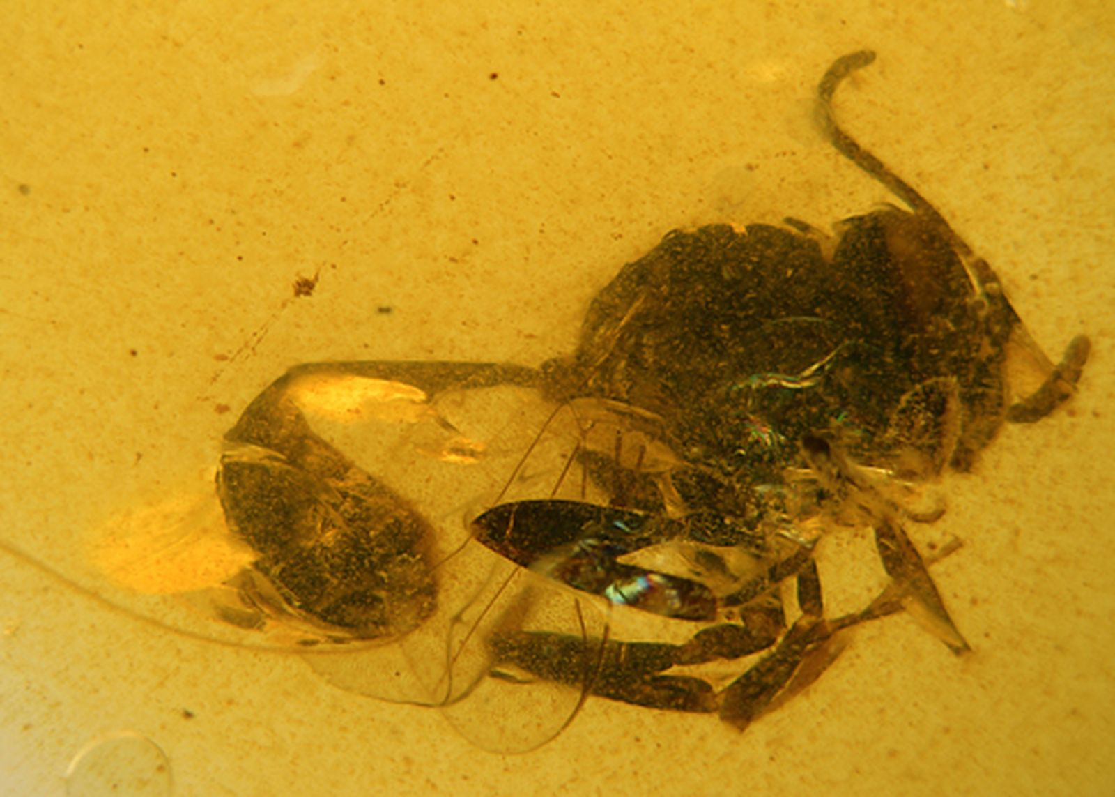 La nueva especie mantenida en ámbar