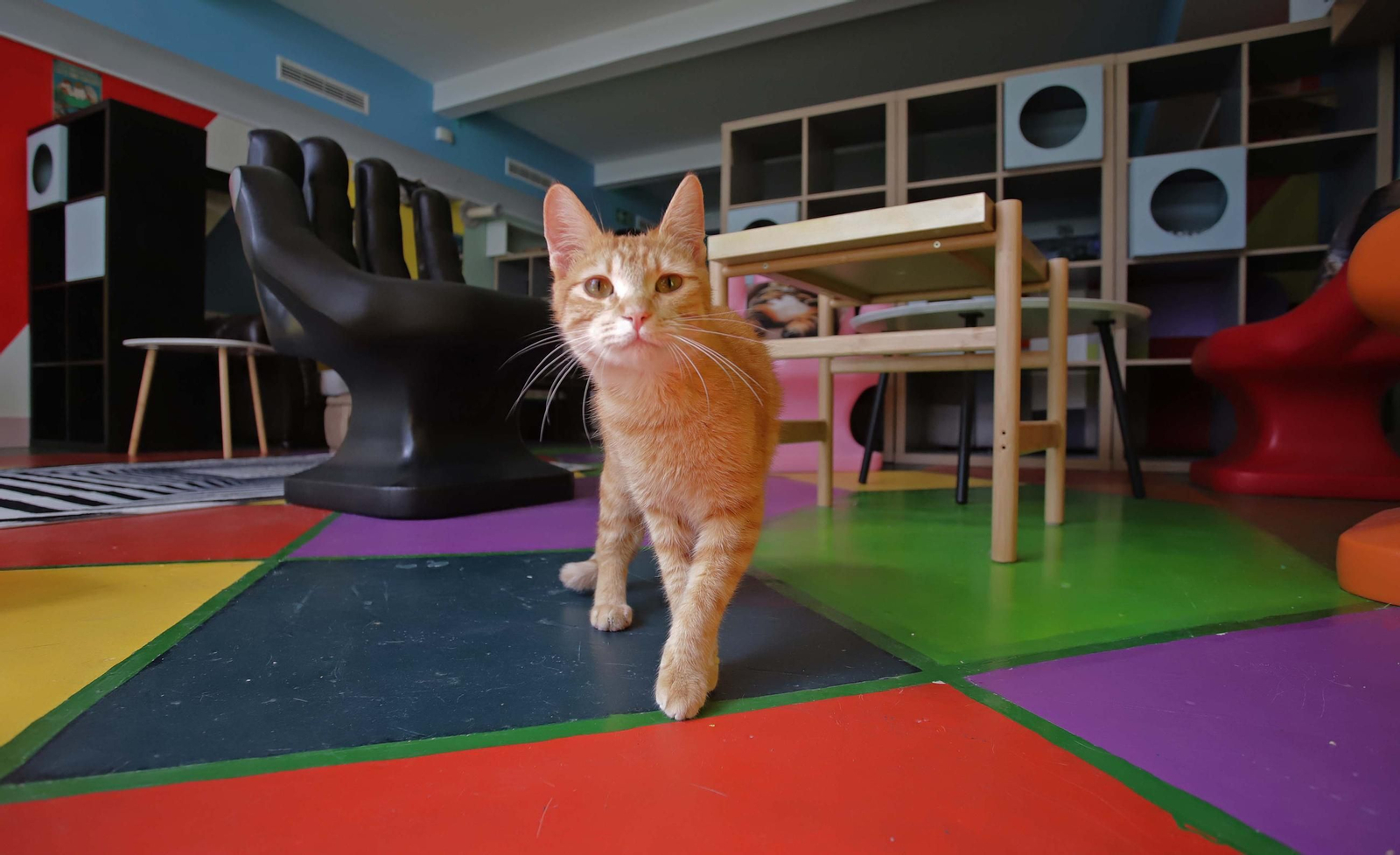 Fotos de Kitty Cat, la cafetería - refugio de gatos en La Línea