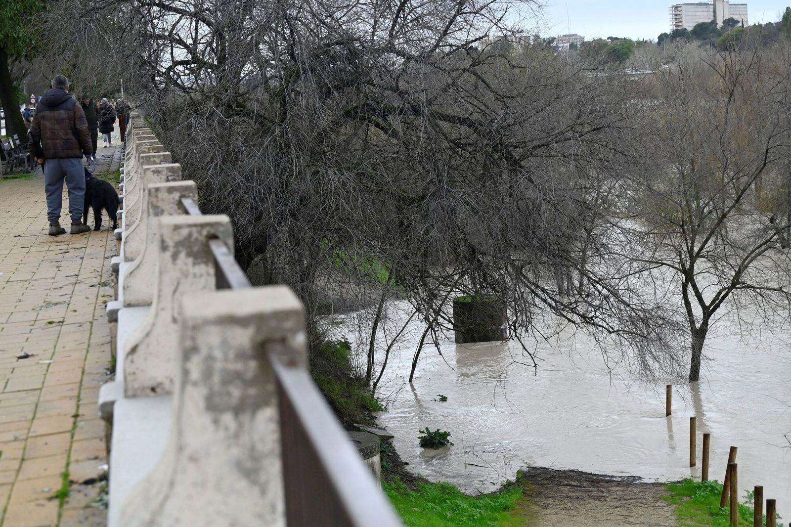 La impresionante crecida del río Guadalquivir: se acerca a los 6 metros a su paso por Córdoba