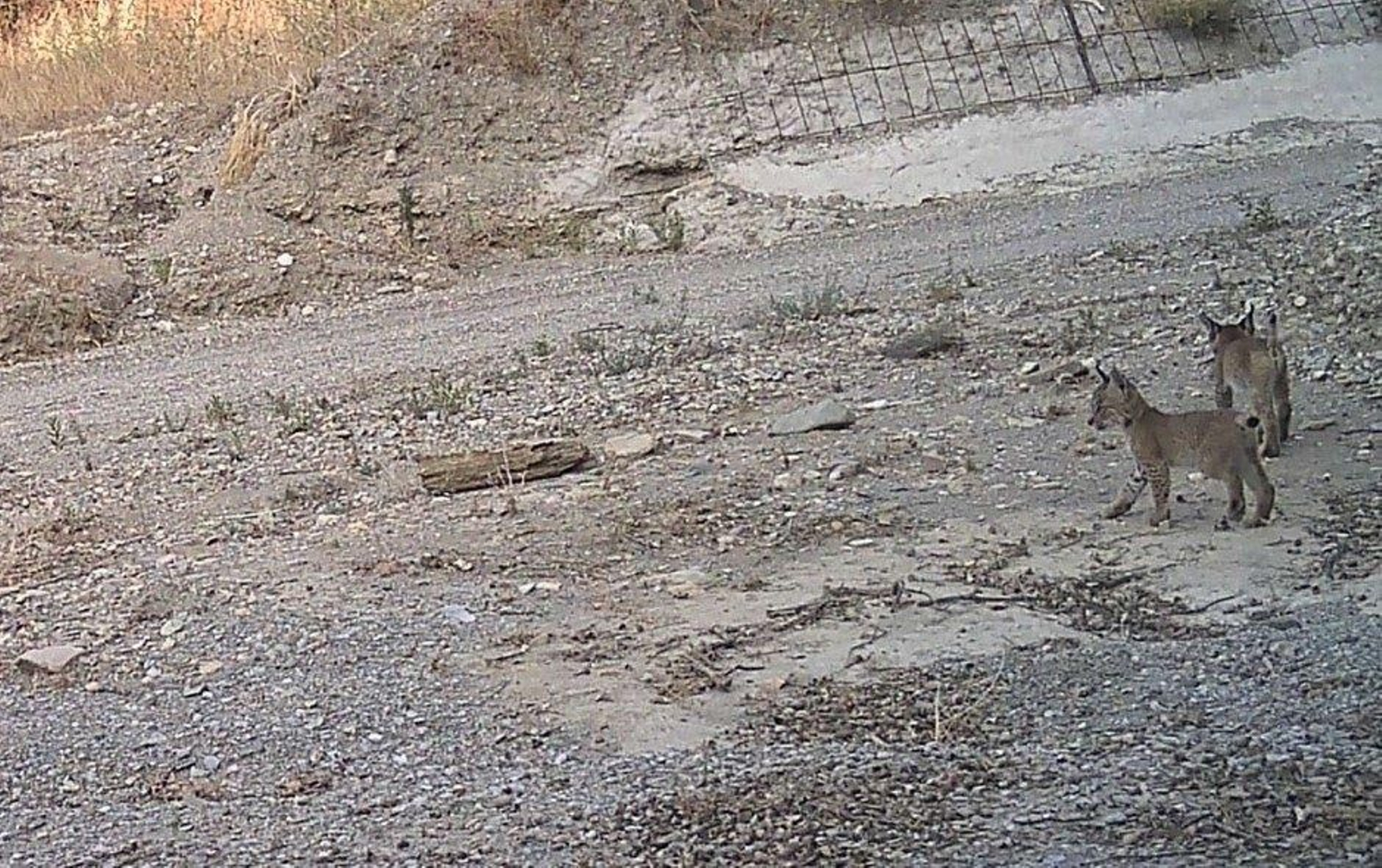 Tres cachorros de lince han nacido en Vélez-Rubio