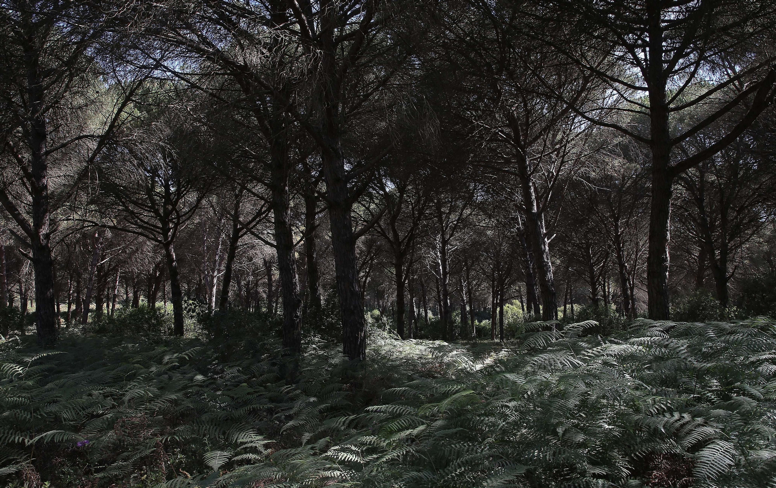 El Pinar del Rey de San Roque, en imágenes