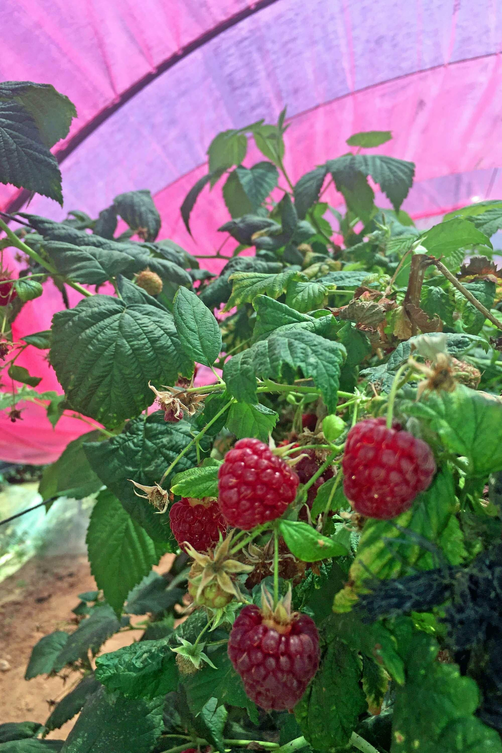 Imágenes de los plásticos luminiscentes que mejora el rendimiento de los frutos rojos en Huelva Imágenes de los plásticos luminiscentes que mejora el rendimiento de los frutos rojos en Huelva