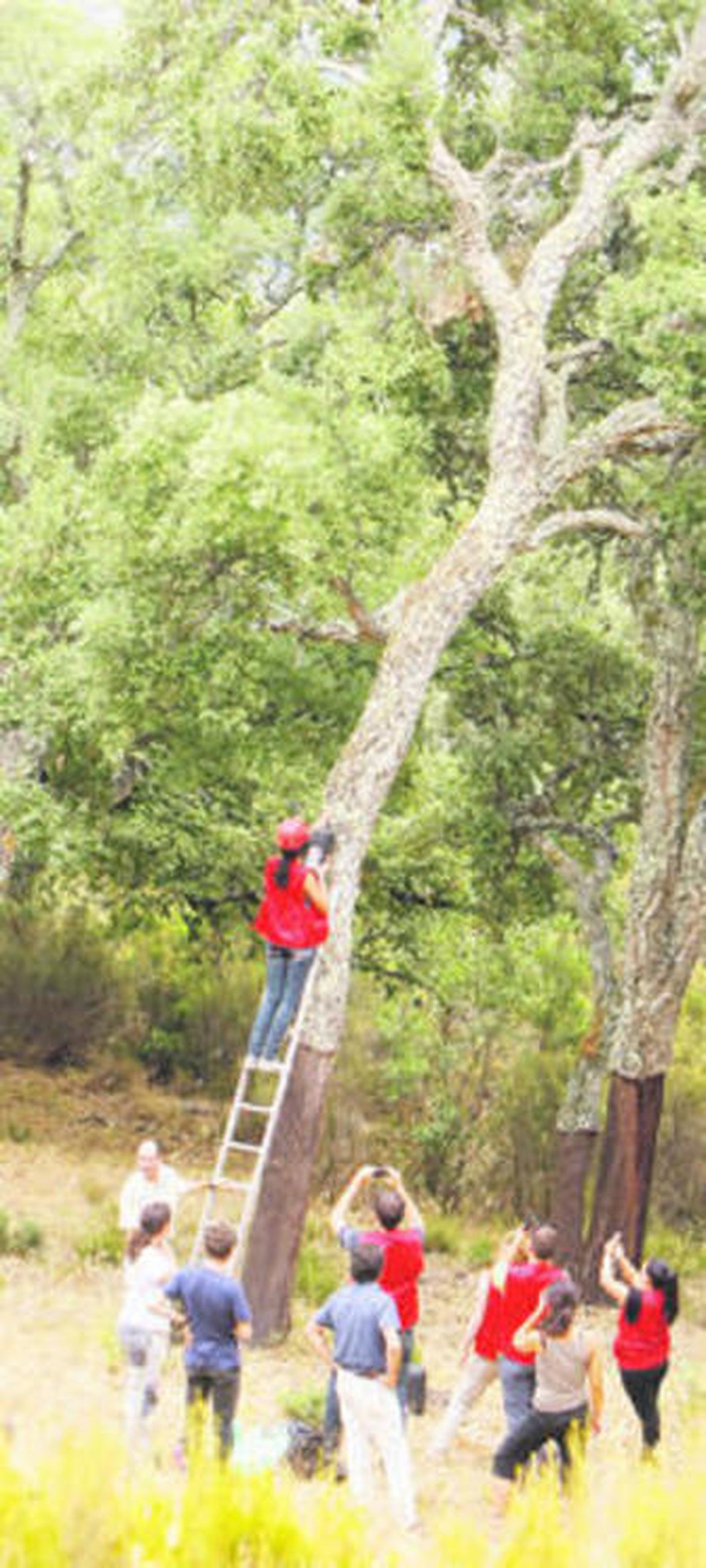 Un momento de la instalación de una de las cajas en uno de los alcornoques de 'El Gamir' días atrás.