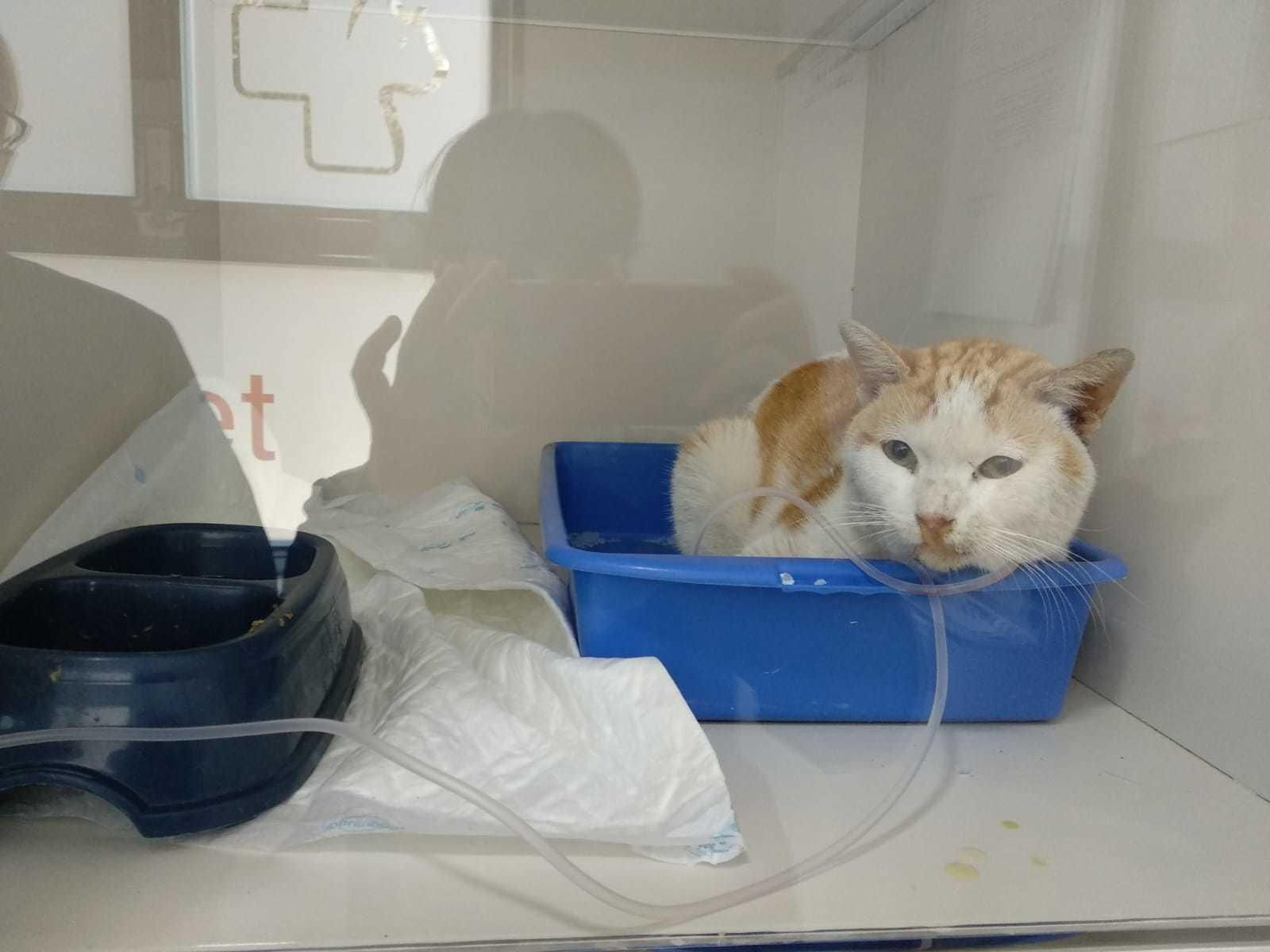 Este gato logró sobrevivir del envenenamiento de una colonia del barrio de San Luis