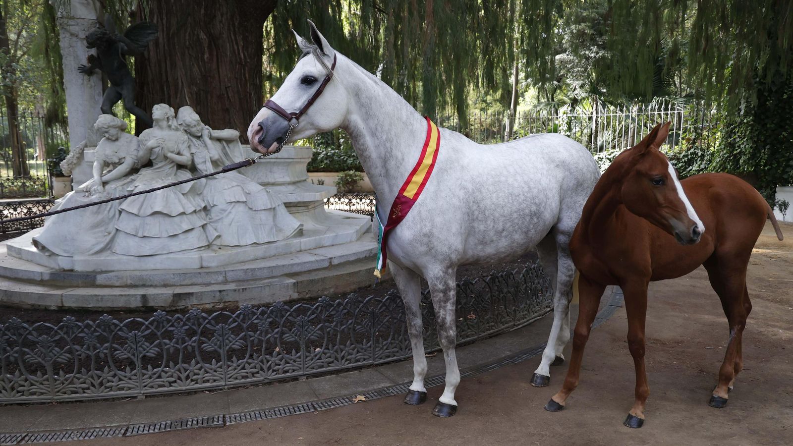 La yegua 'Brava' y su potro 'Galleta', en la presentación de la Gran Semana Anglo-árabe de Sevilla, en la Glorieta de Bécquer.