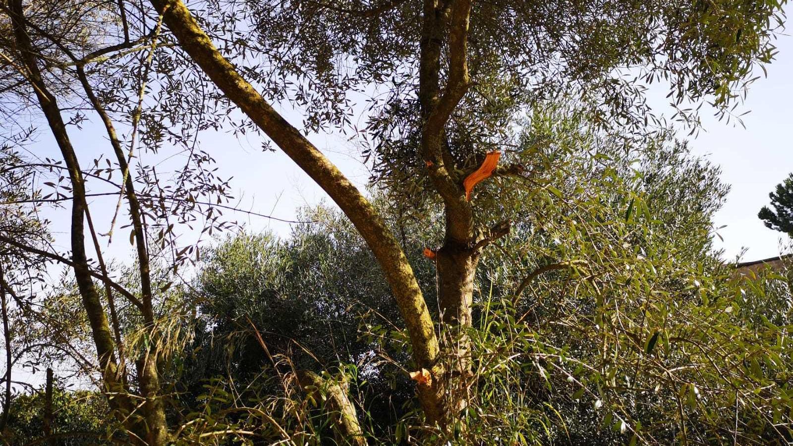 árboles con ramas arrancadas.
