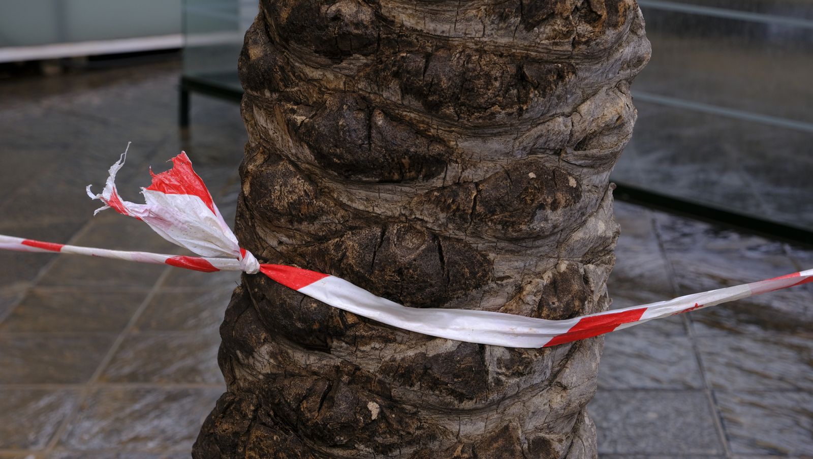 Imágenes de la acotación de palmeras. Almería