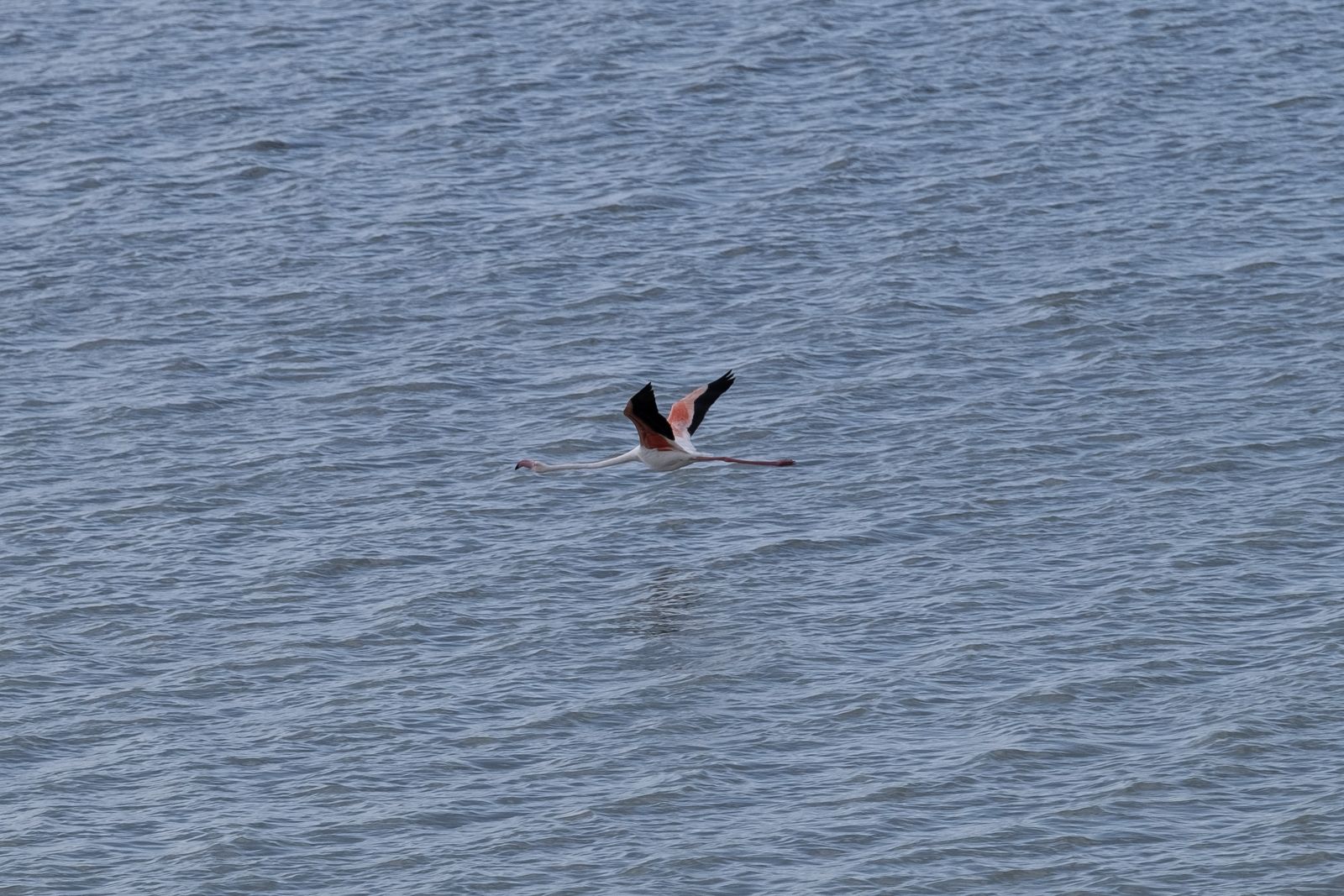Laguna de Fuente de Piedra tras las lluvias, en fotos