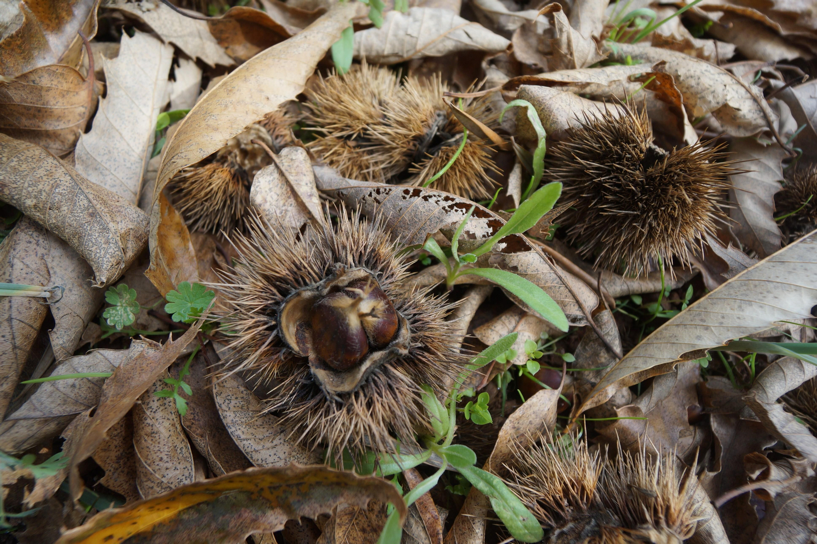 Un paseo en fotografías por el castañar de Valdejetas en la Sierra de Córdoba
