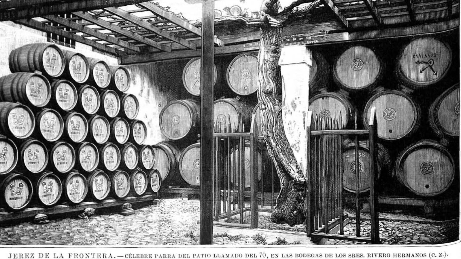 Parra gigante de la bodega Rivero Hermanos, 1894.