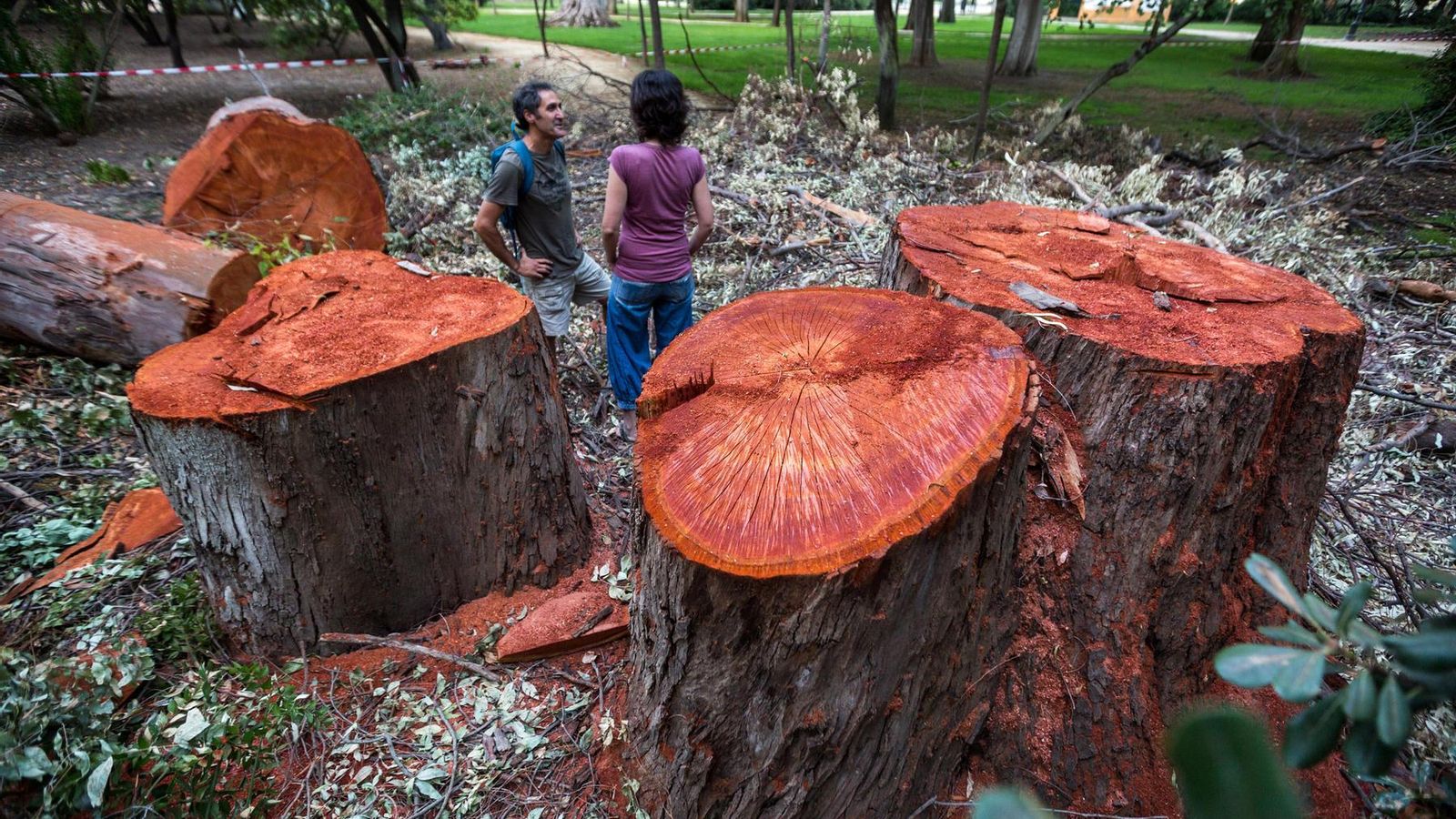 Troncos gigantescos cortados de los desaparecidos eucaliptos rojos centenarios en el Parque de María Luisa.