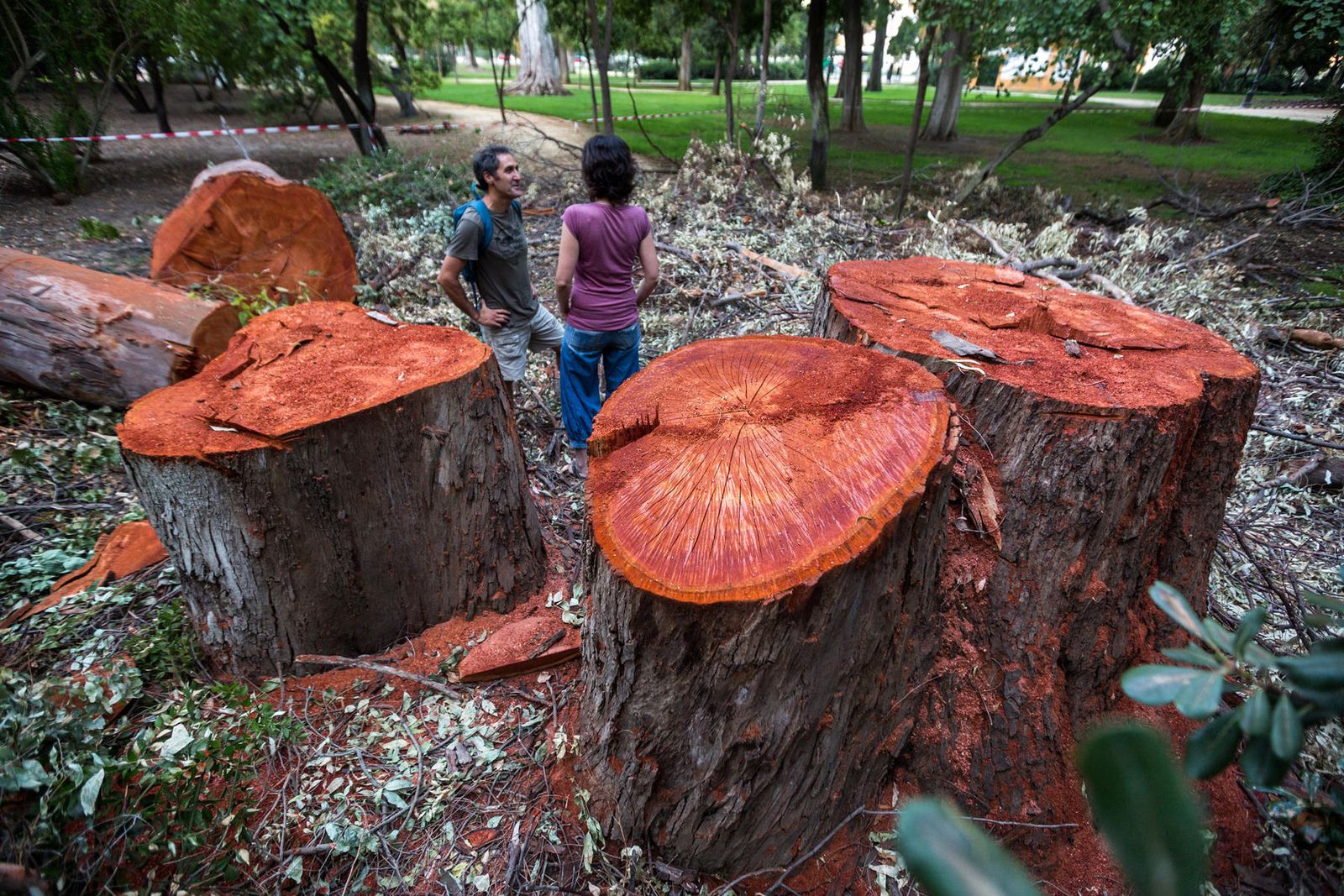 Troncos gigantescos cortados de eucaliptos rojos centenarios en el Parque de María Luisa, este verano.
