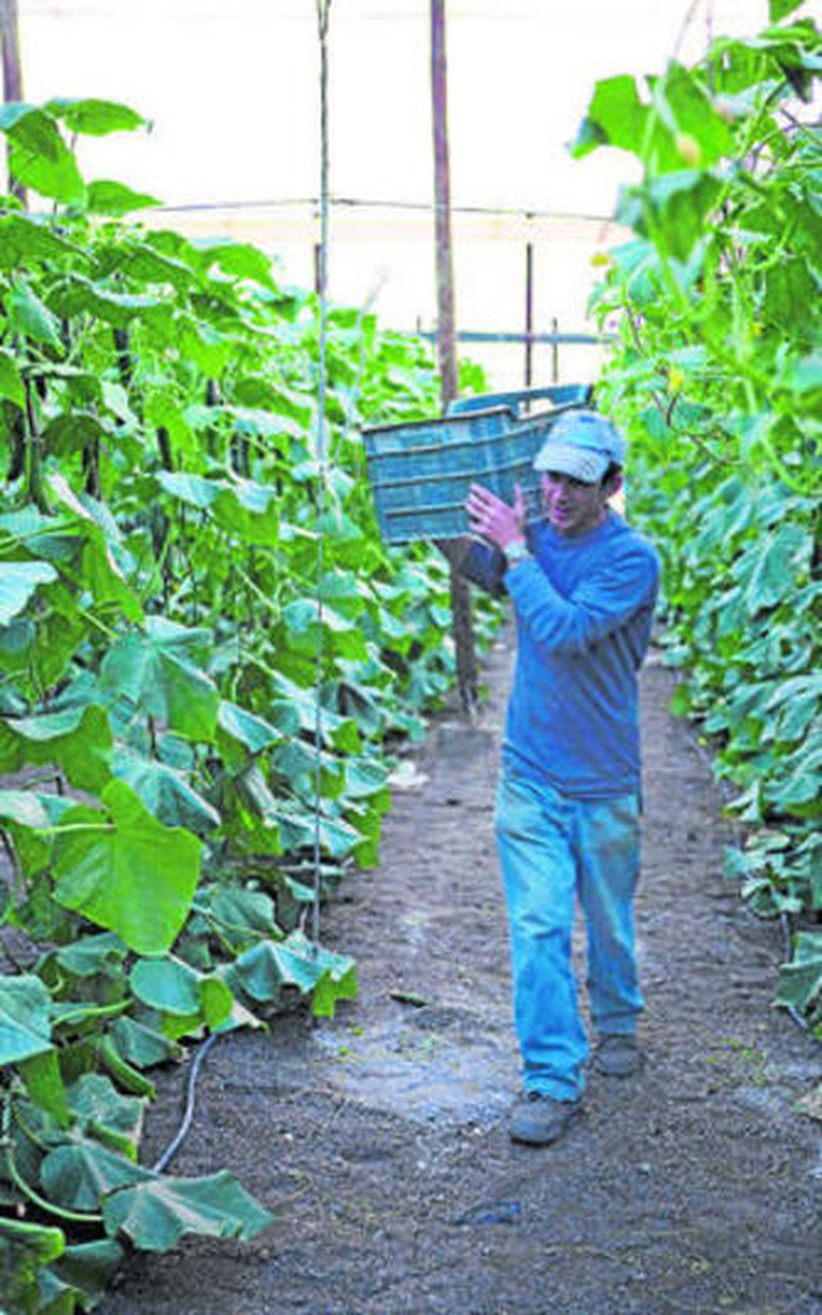 La agricultura, uno de los nichos de contratación de extranjeros.