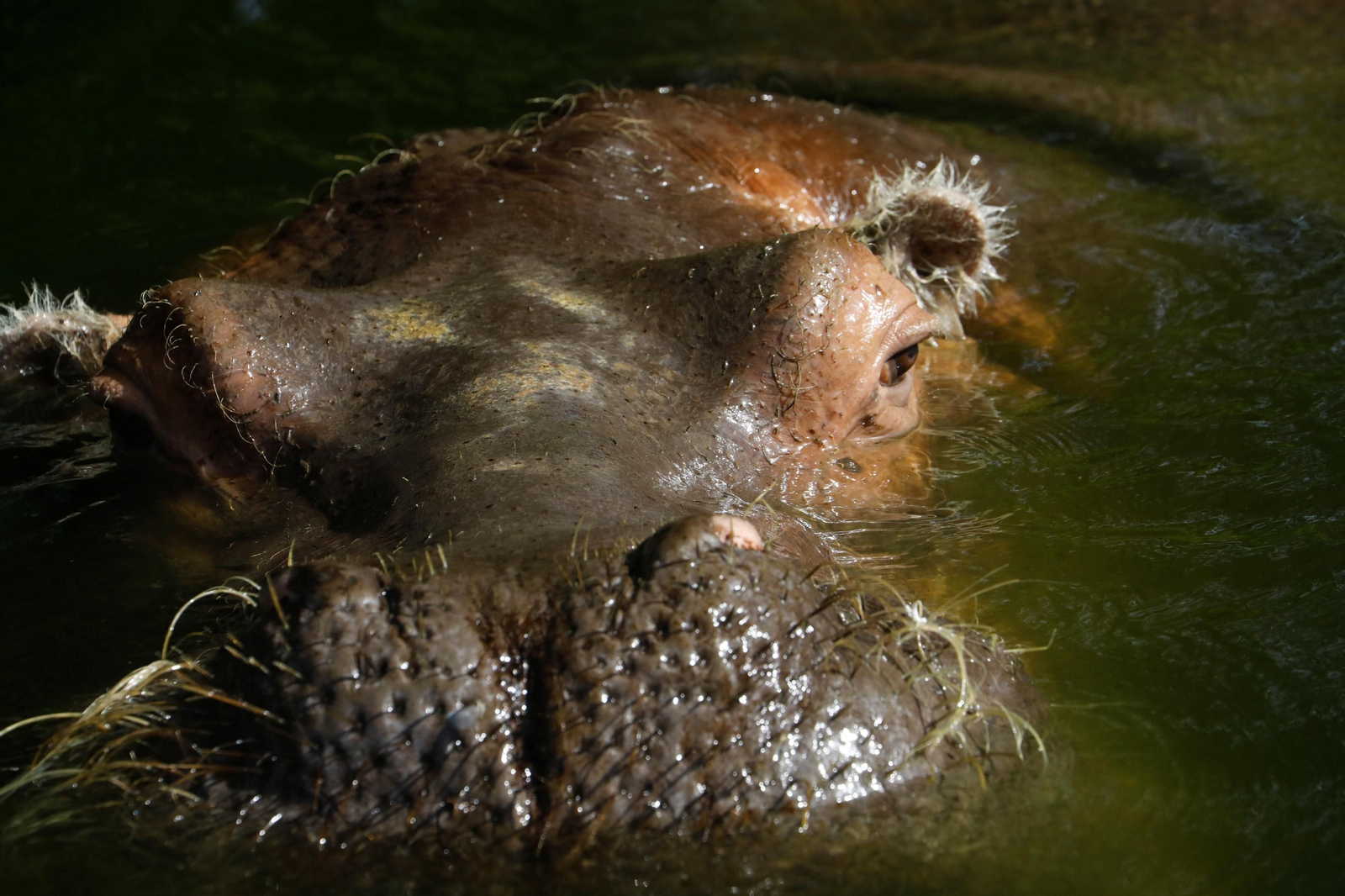 Fotogalería: Así viven los animales del Zoo de Córdoba los meses de verano