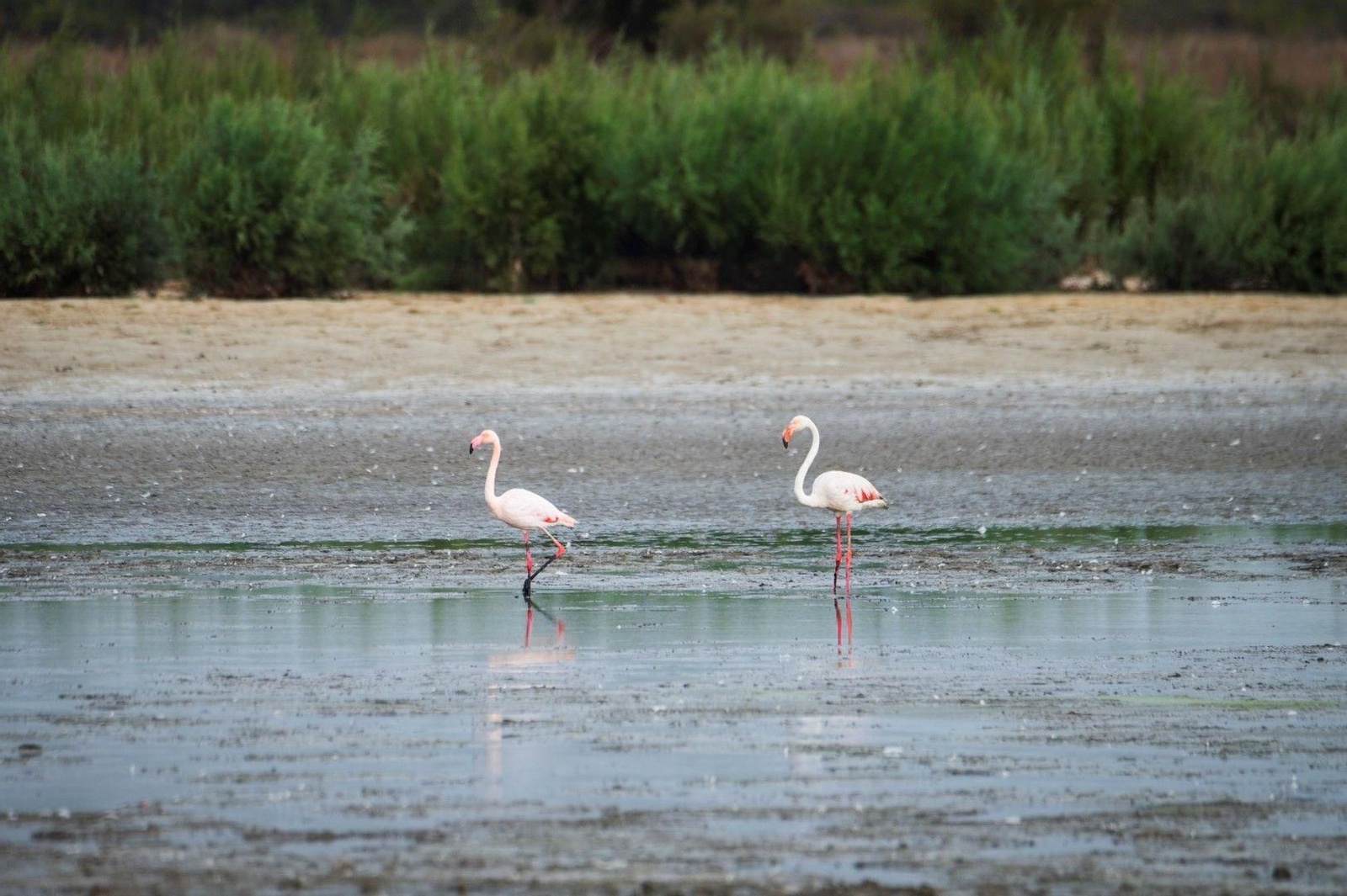 Aves en Doñana.