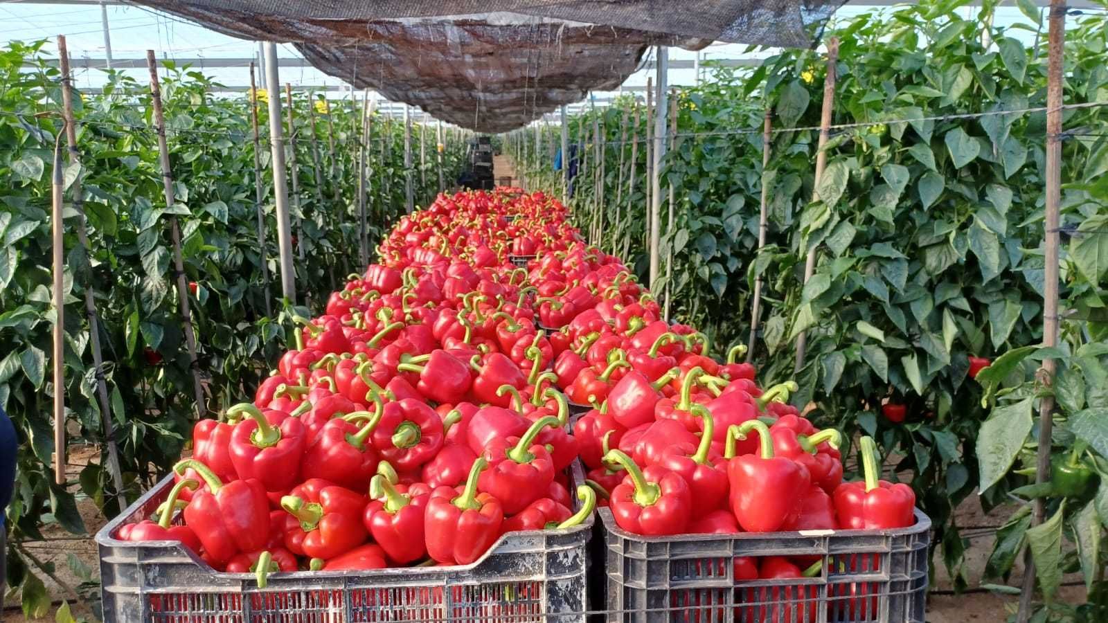 Pimientos recién recolectados