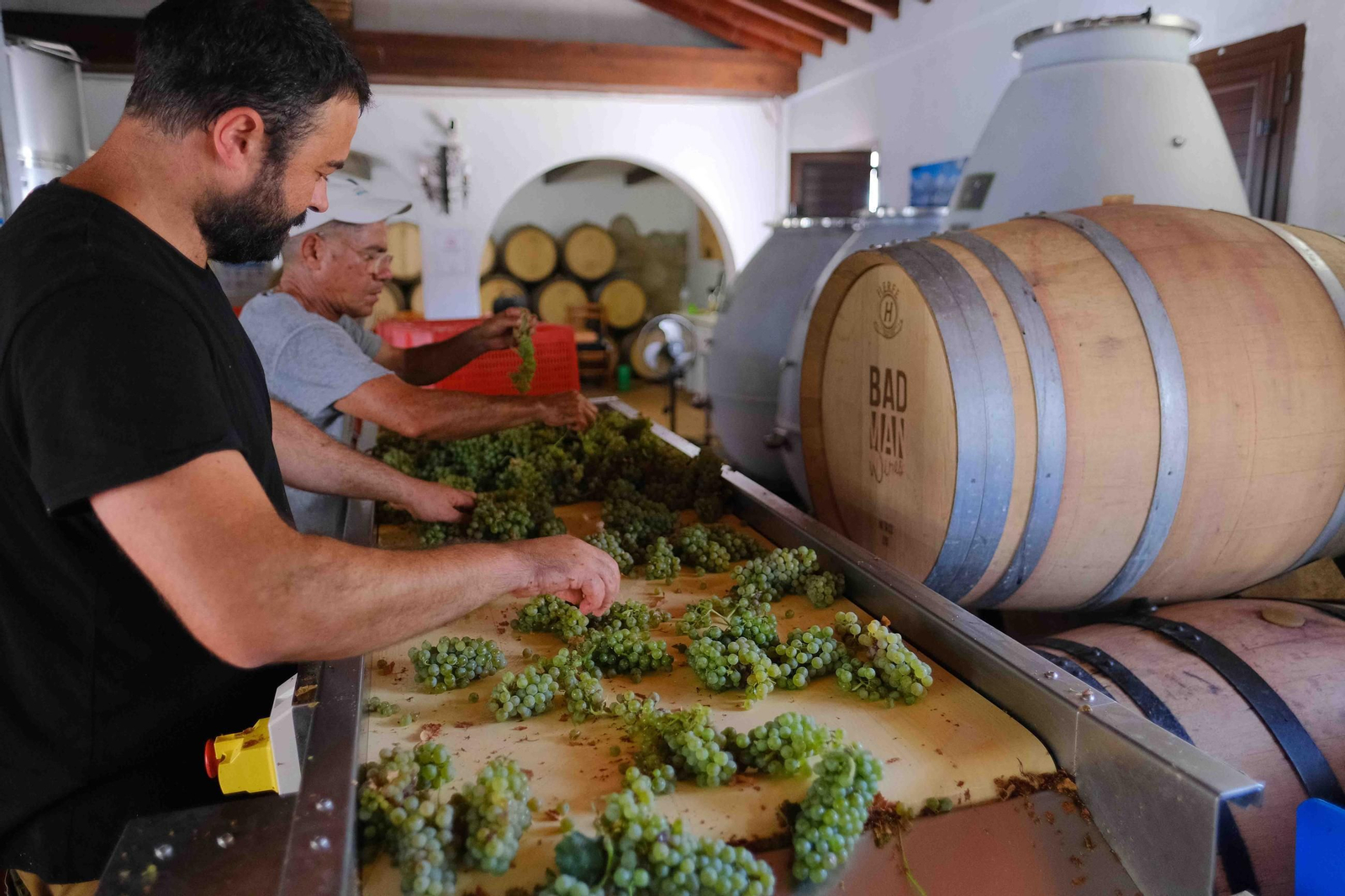 Vendimia en la Serranía de Ronda