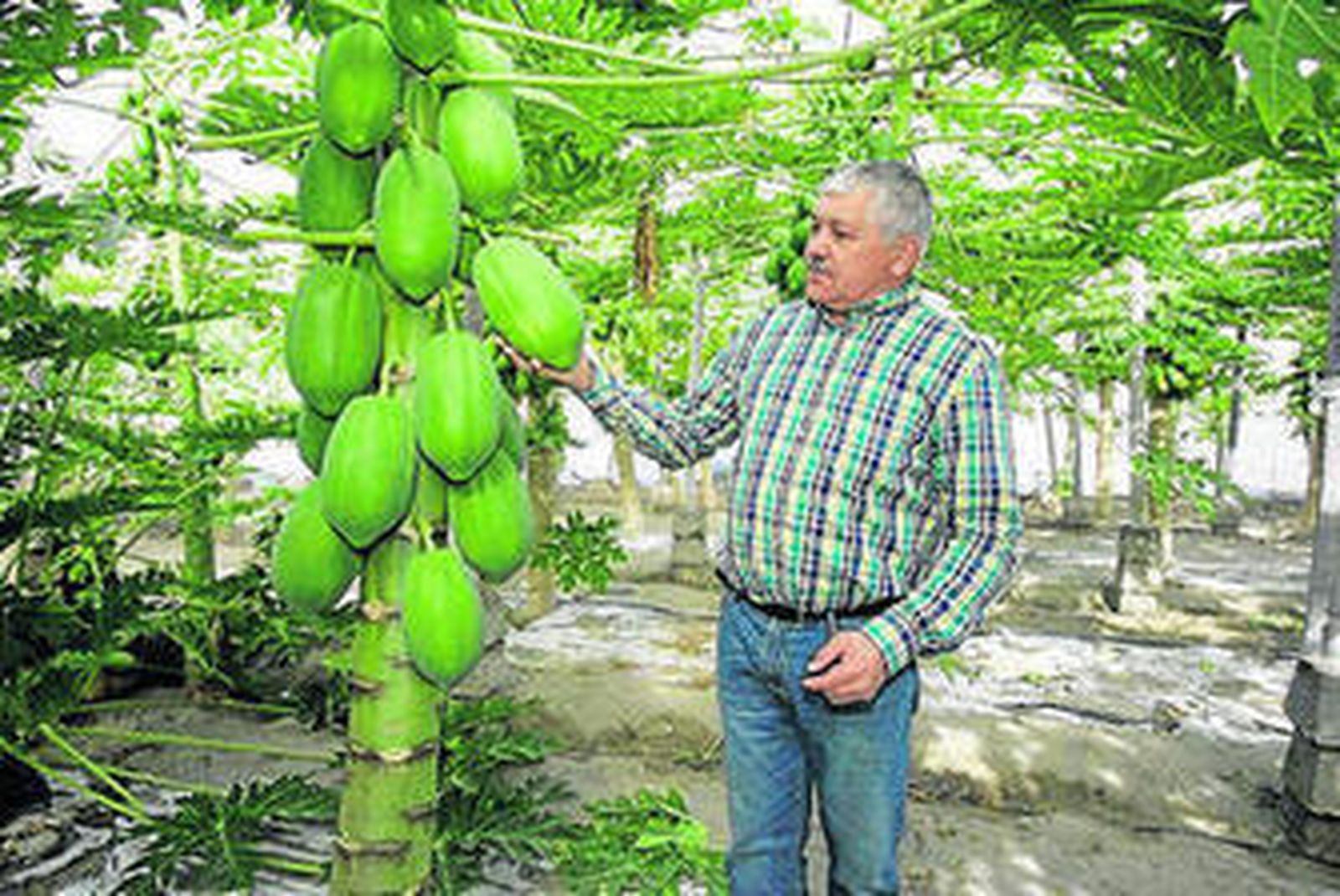 Los ensayos de papaya están proliferando en Almería.
