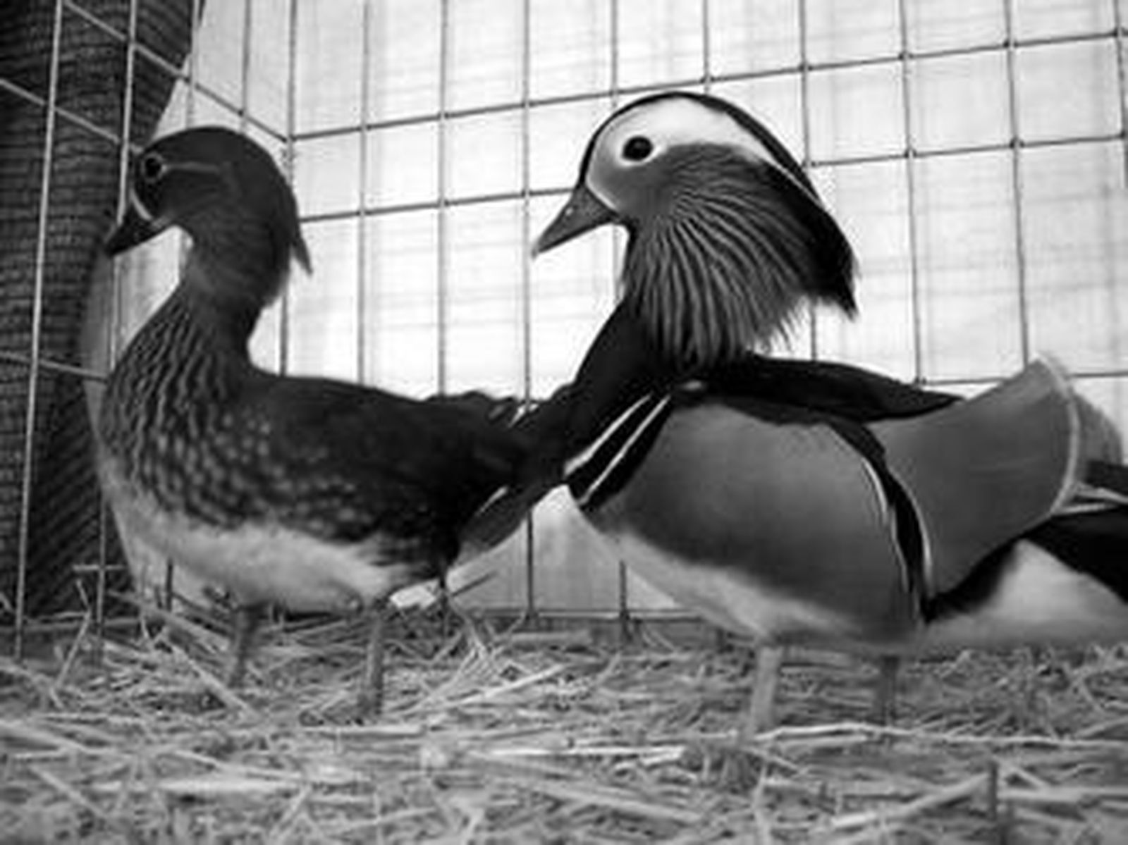 Dos ejemplares de pato mandarín en una de las jaulas de la muestra abierta ayer en Los Barrios.