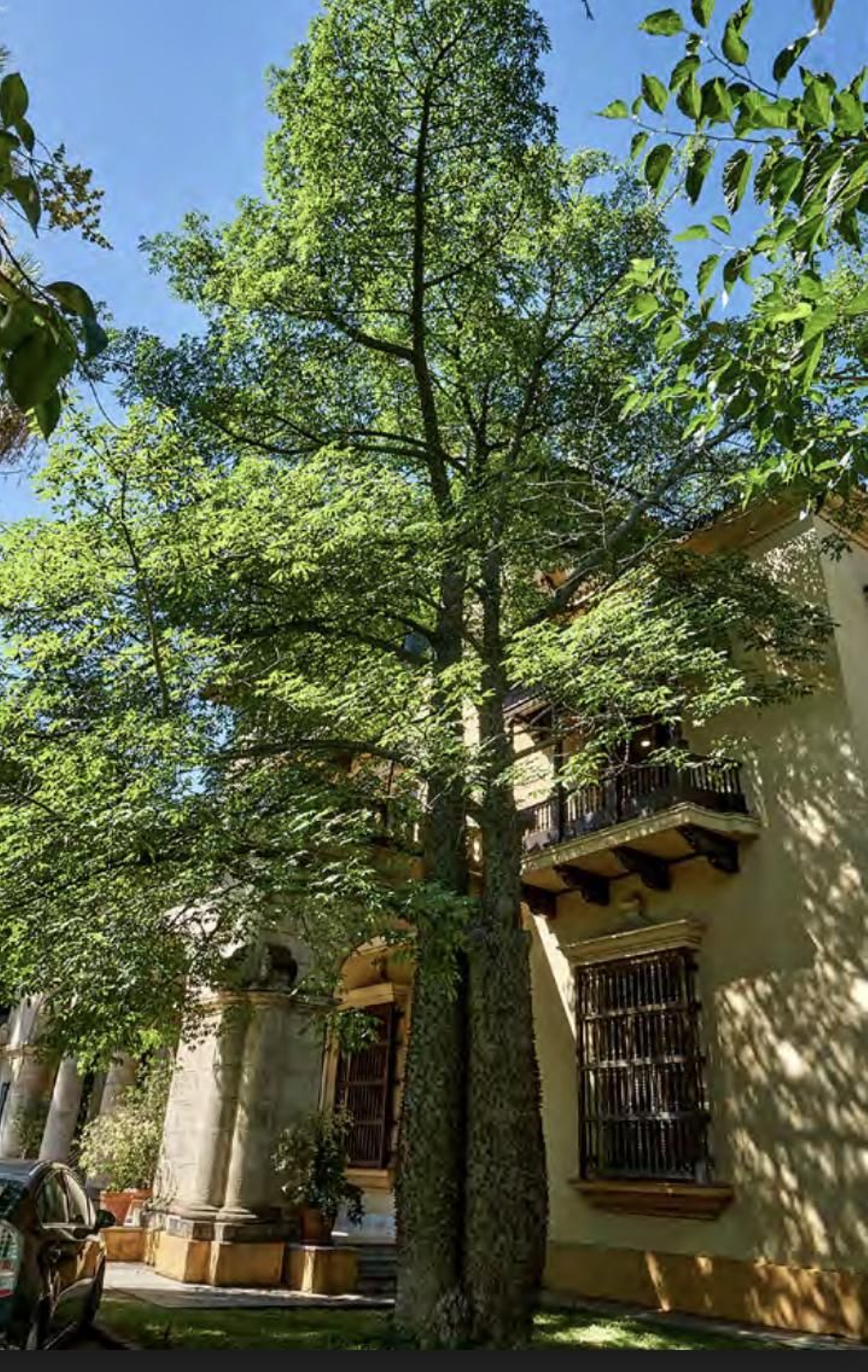 Los árboles más singulares del nuevo catálogo de Sevilla