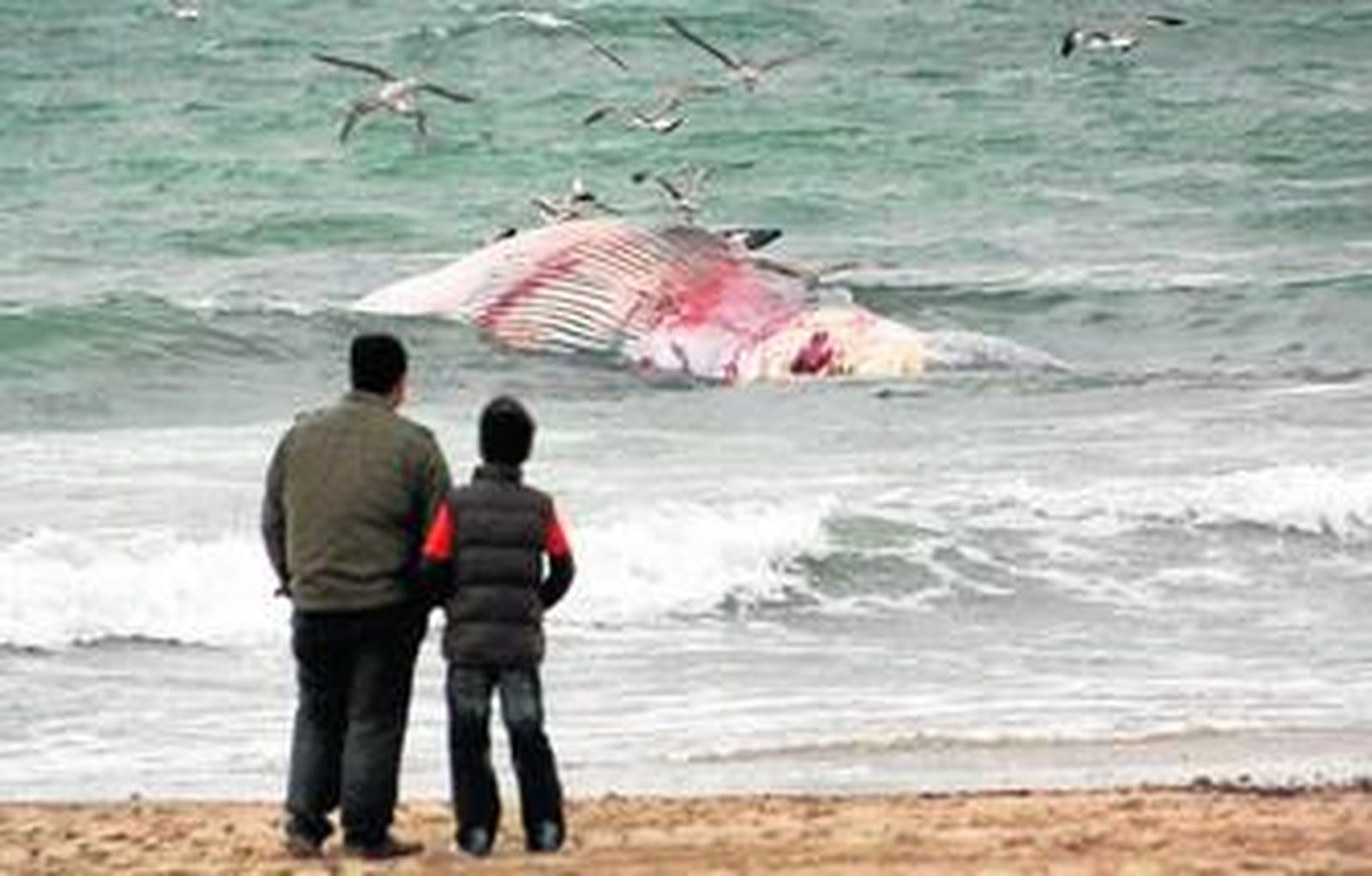 Imagen de la ballena muerta que apareció ayer en la playa de El Rinconcillo, en Algeciras.