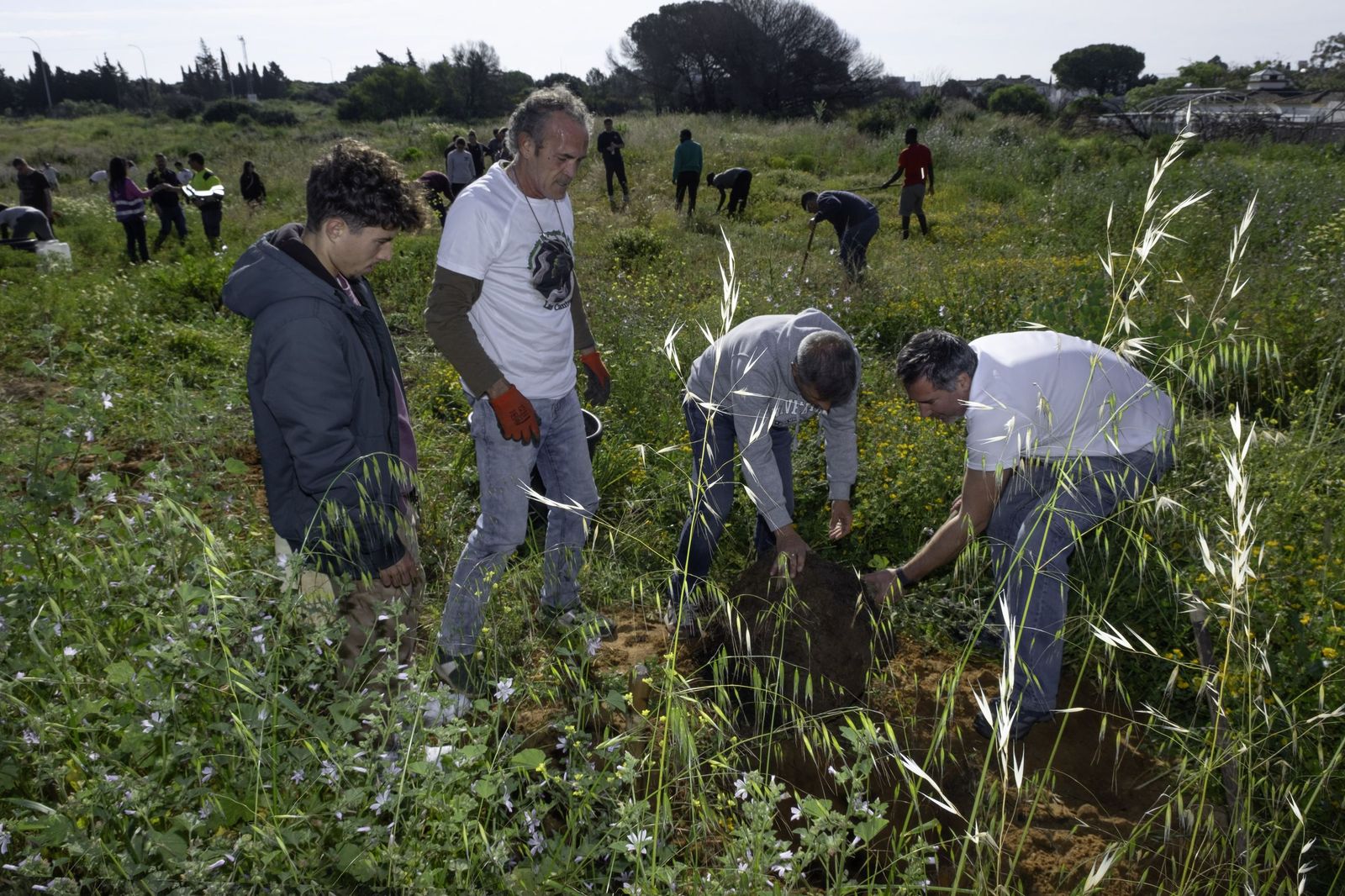 Una de las repoblaciones realizadas en Las Canteras