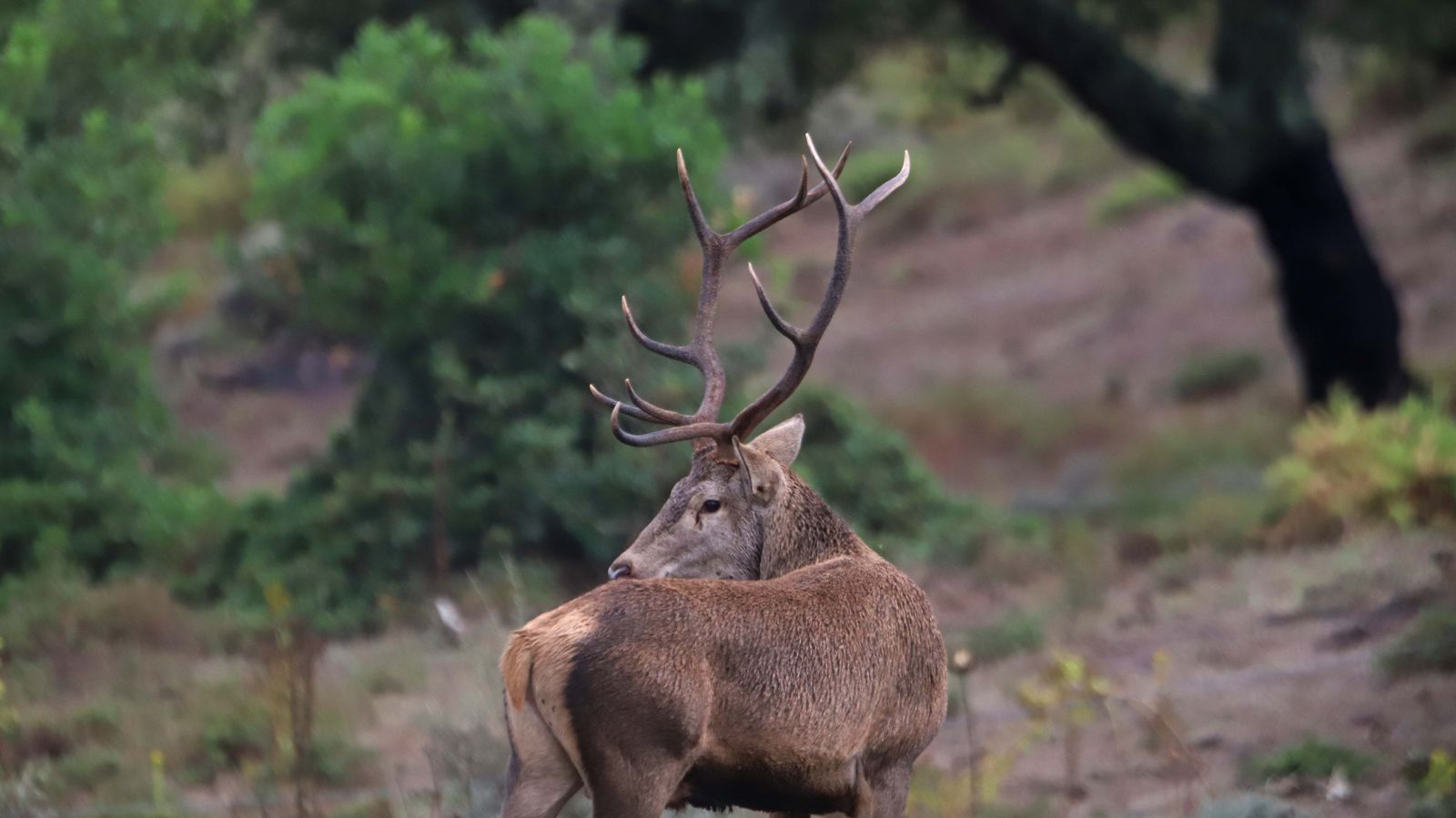 Fotos de la berrea en el Campo de Gibraltar