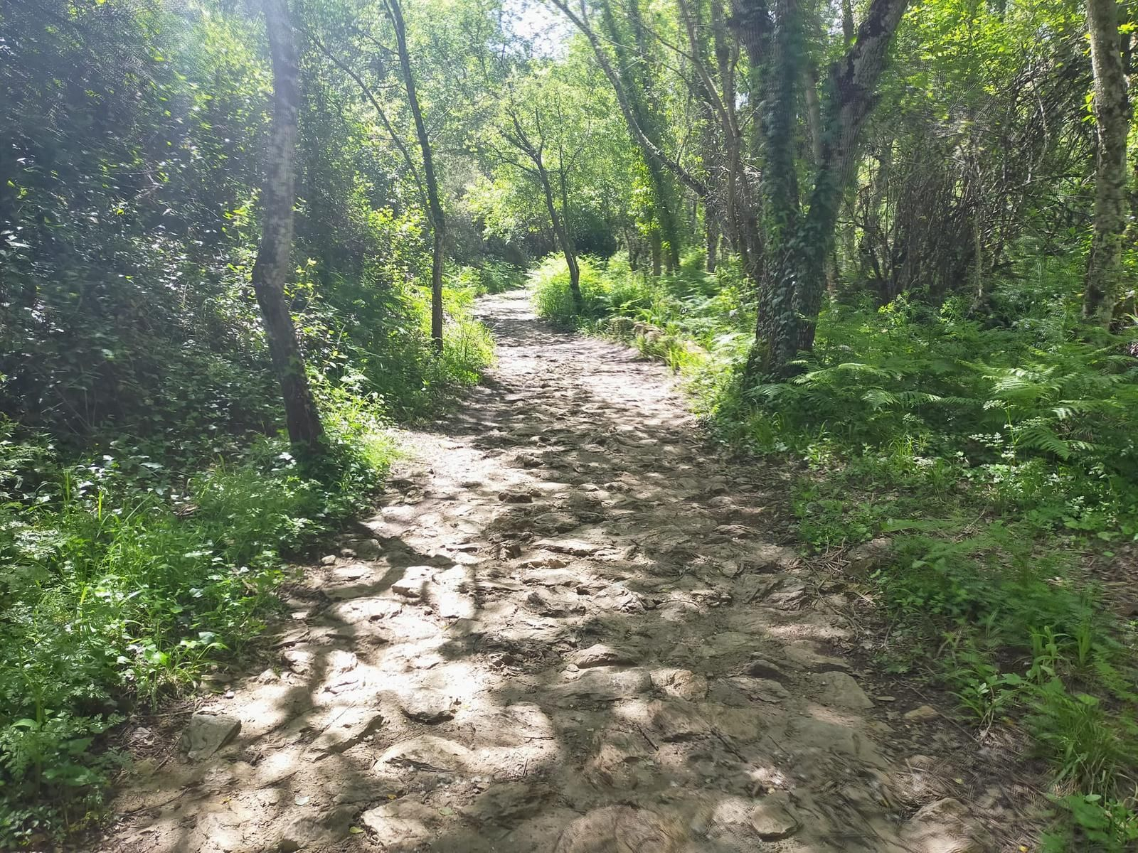 Sendero a Las Cañadas