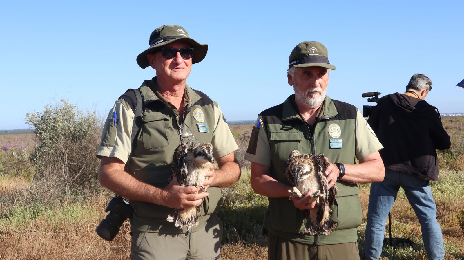 Anillamiento de tres pollos de águila pescadora nacidas en el Paraje Natural Marismas del Odiel
