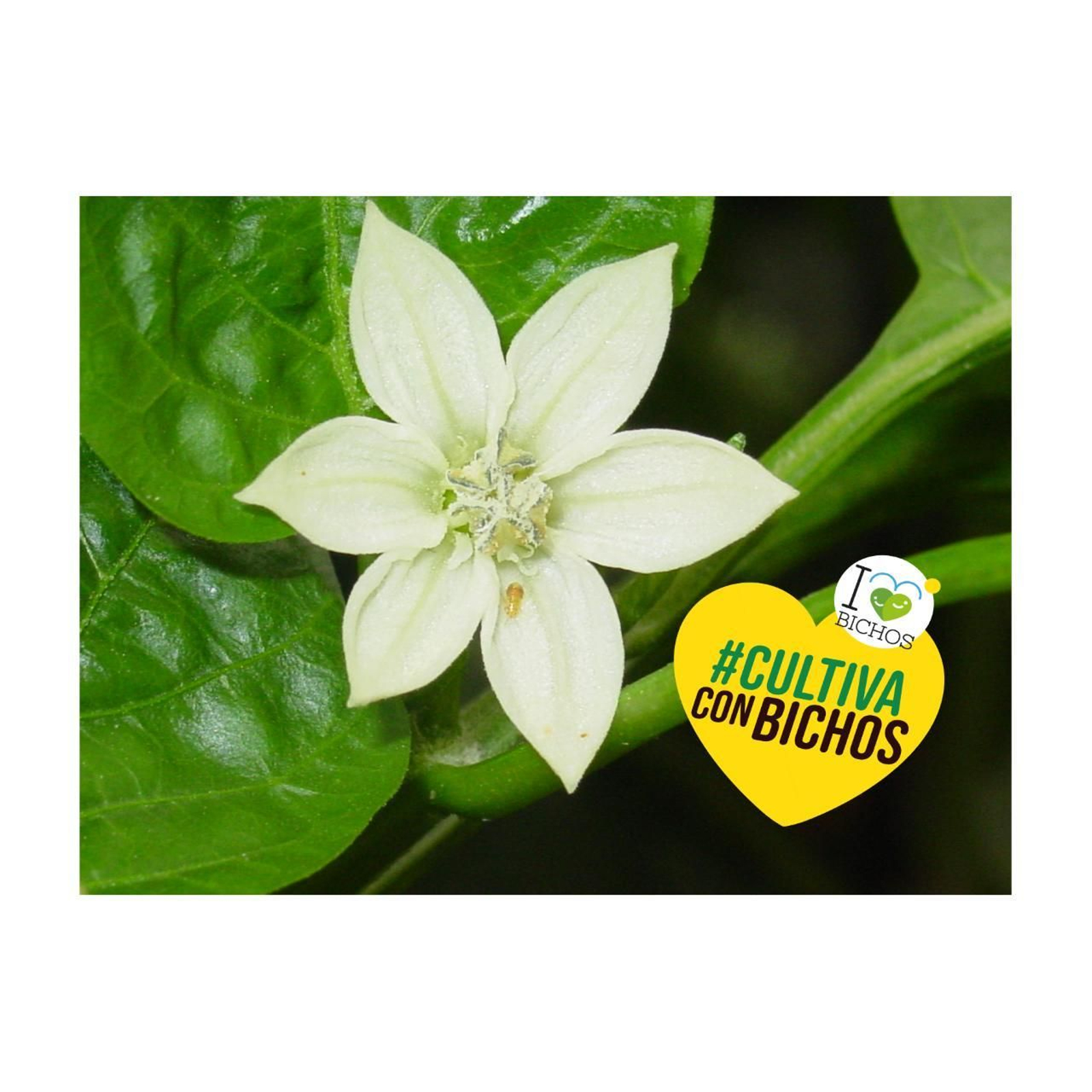 'Cultiva con bichos', nuevo mensaje de la campaña I love bichos que lidera Hortyfruta