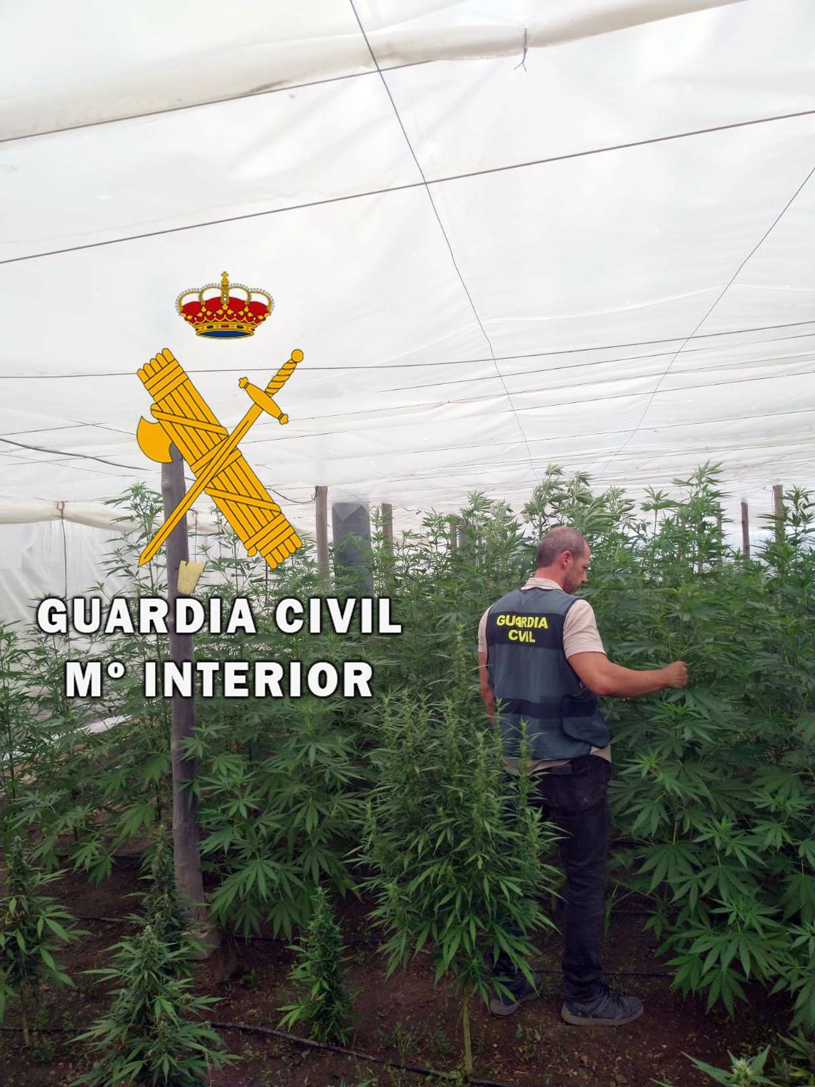 Un agentes junto a las voluminosas plantas de marihuana.