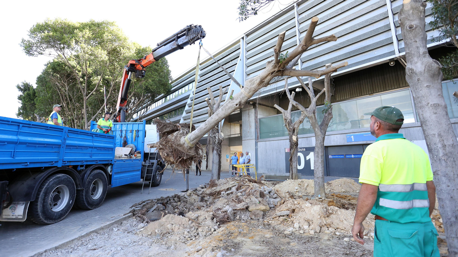Traslado de los árboles de Chapín